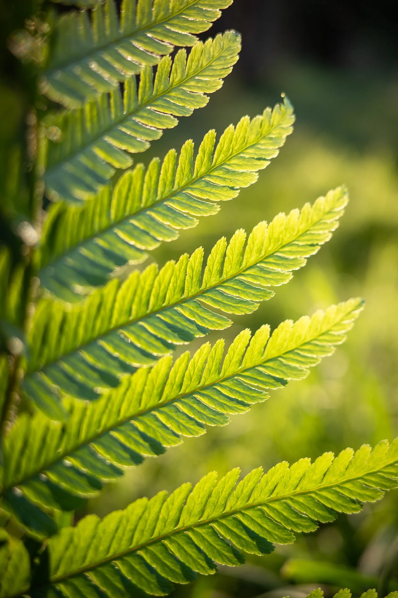 Close-up of a green fern leaf glowing in sunlight with a soft blurred background