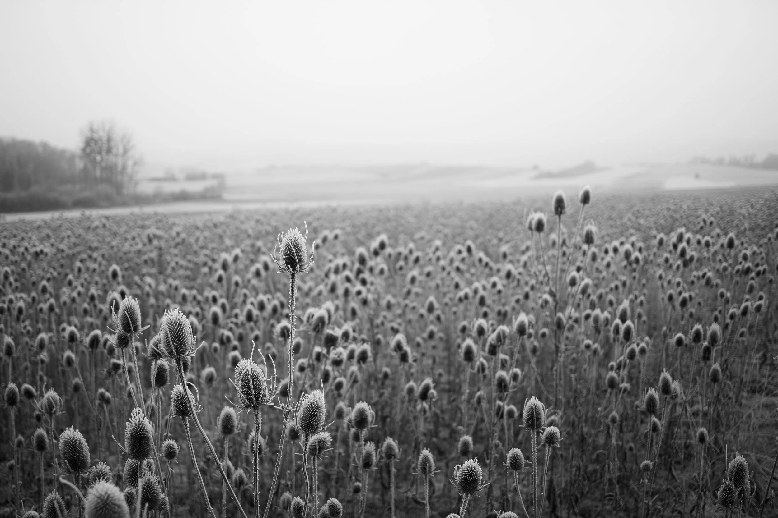 Black and white photograph of a frost-covered field of teasels with taller plants in the foreground and distant hills on the horizon.