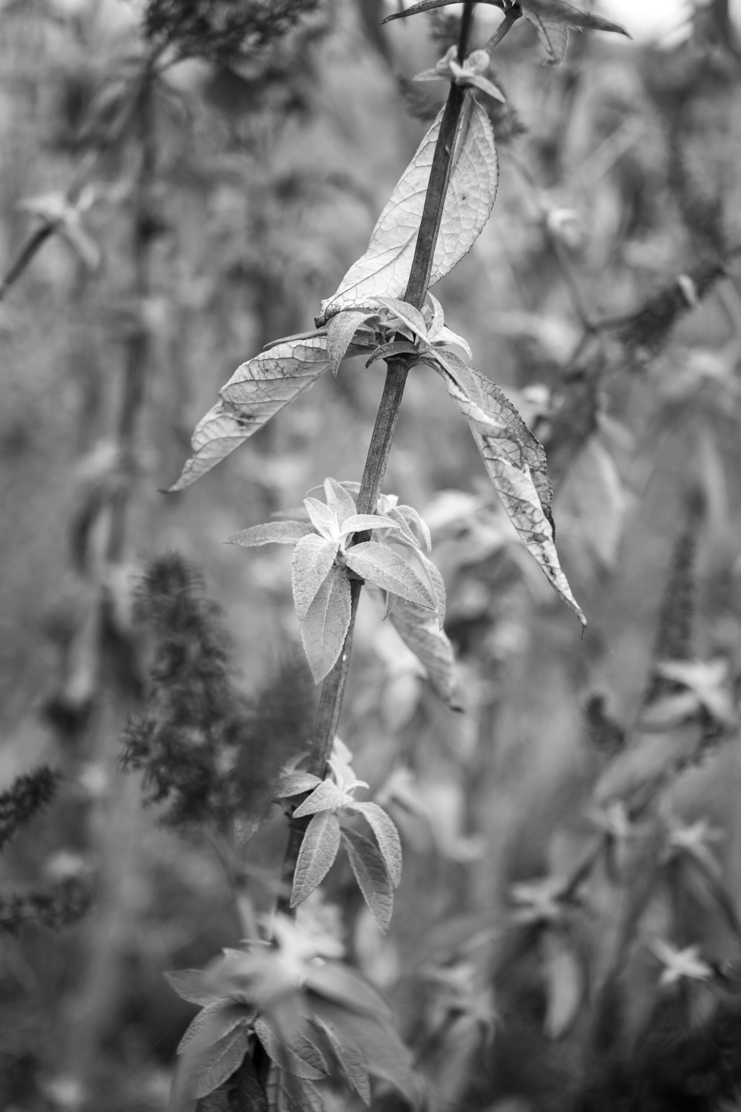 Black and white photograph of a plant stem with new leaves growing despite winter, softly blurred background.
