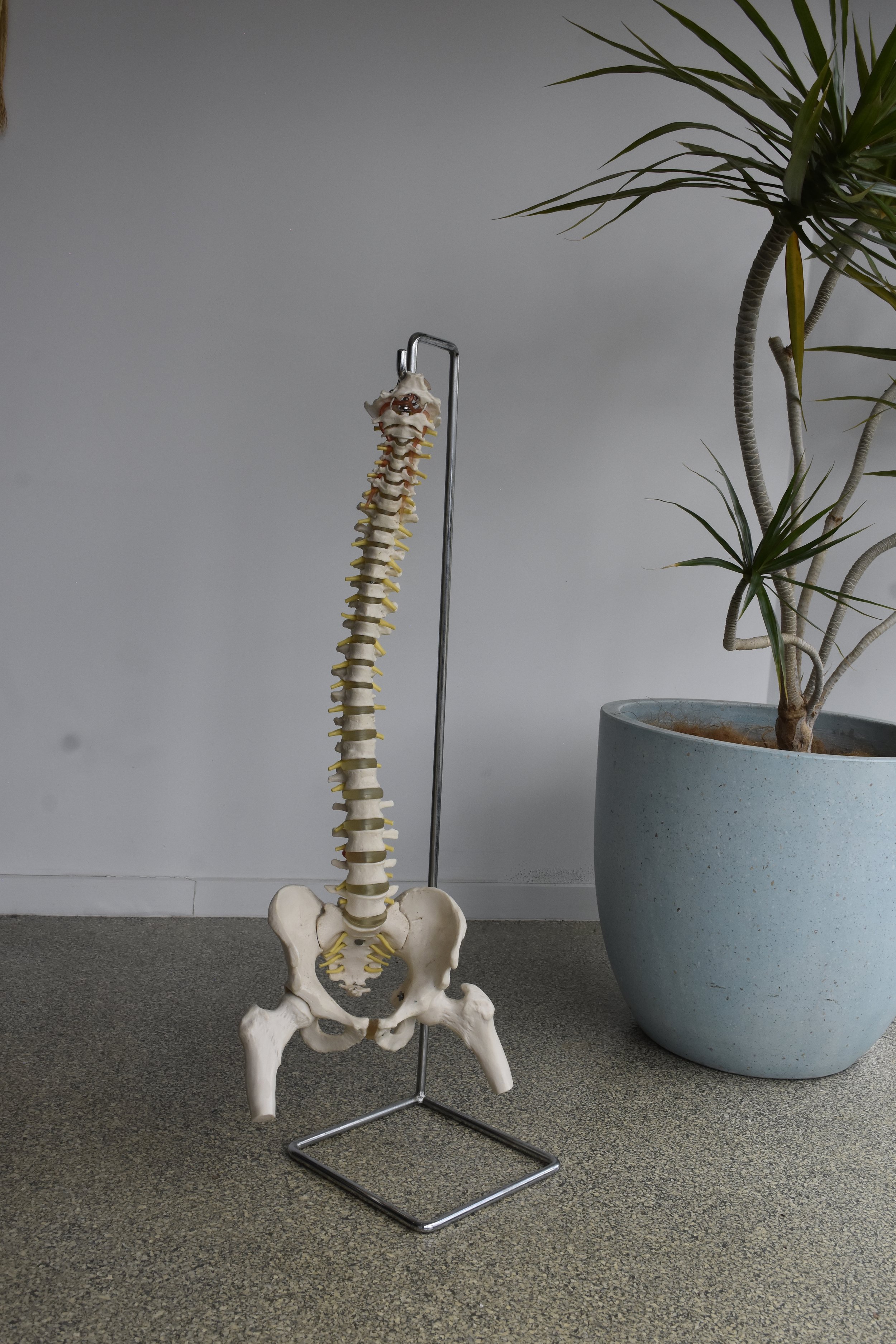 Anatomical spine model in the Upright Chiropractic clinic