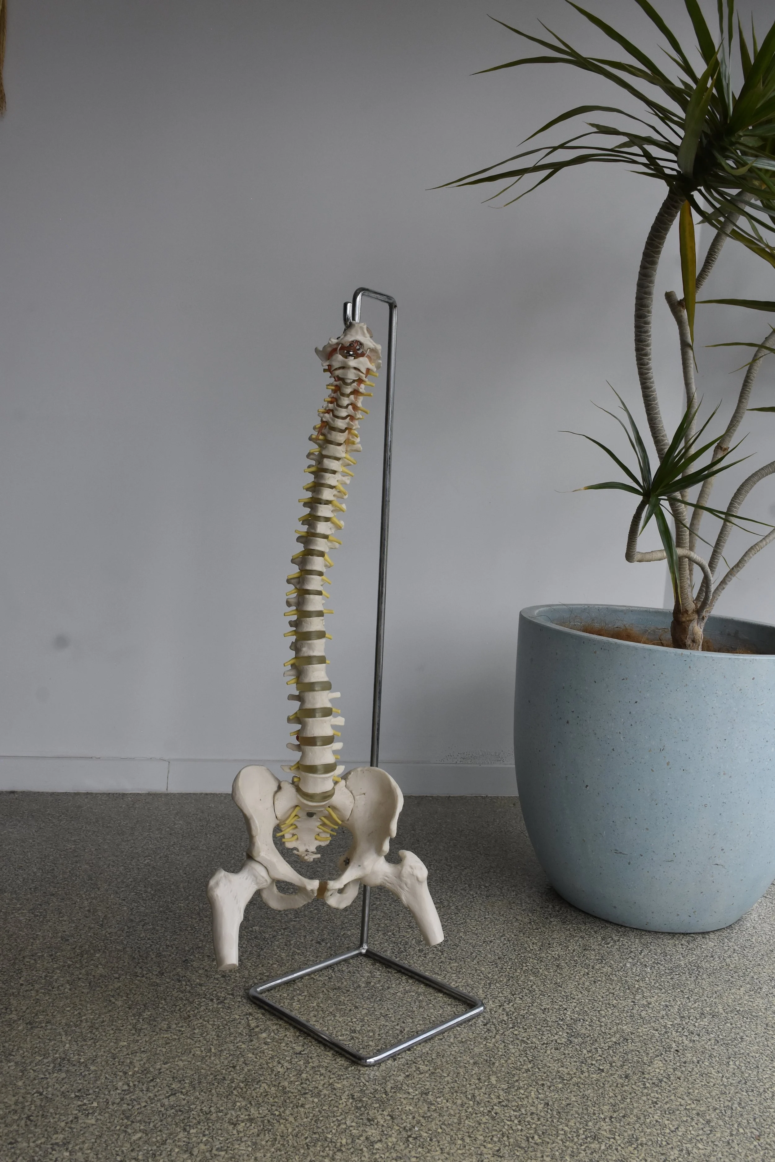 Anatomical spine model in the Upright Chiropractic clinic