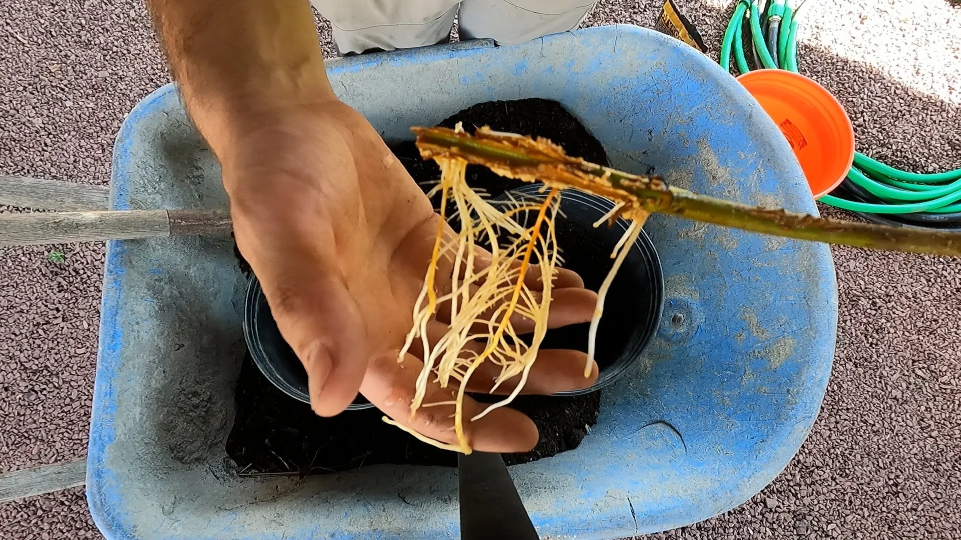 Summer Fig Prop Thumbnail.jpg