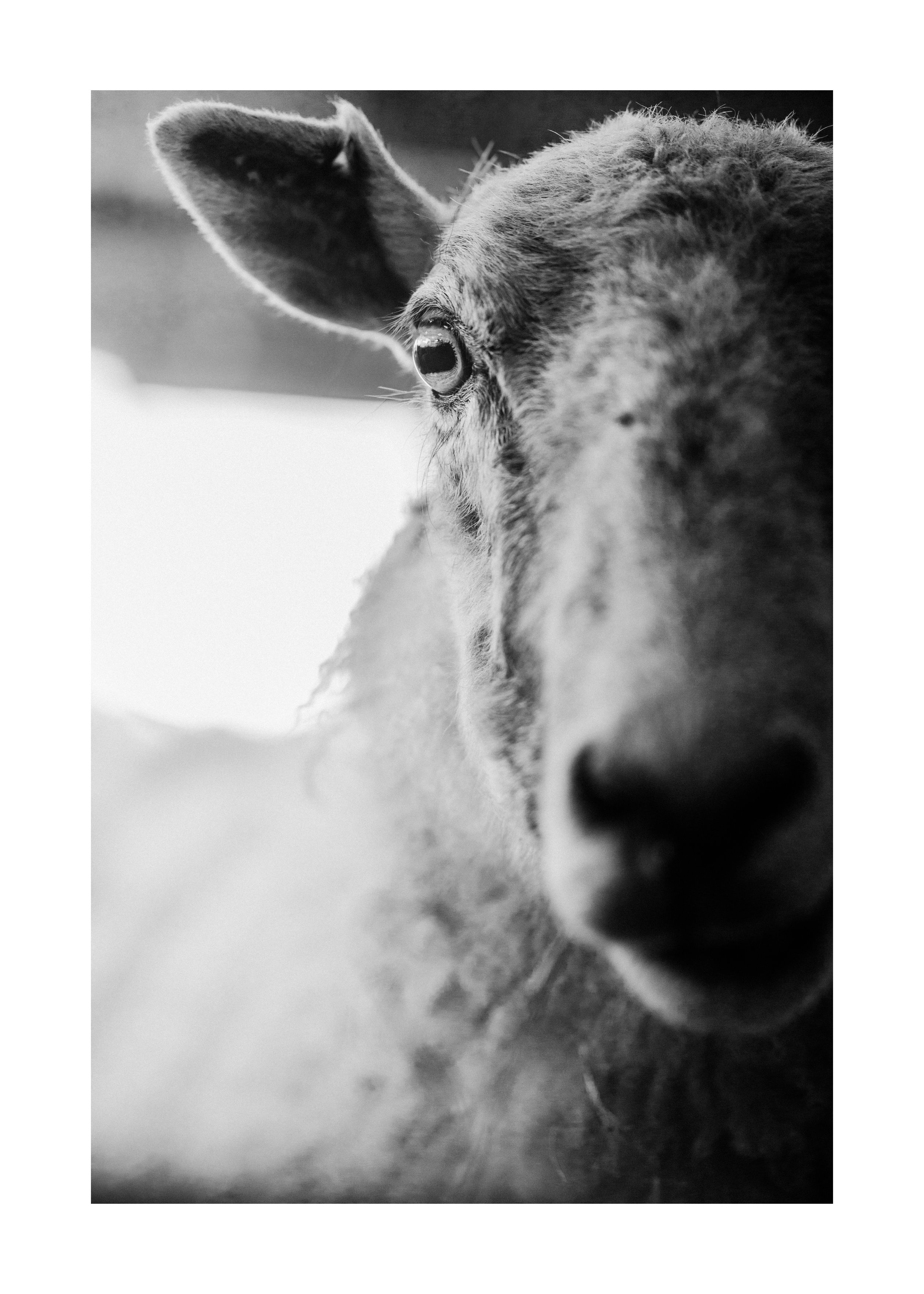 B&W Sheep.jpg