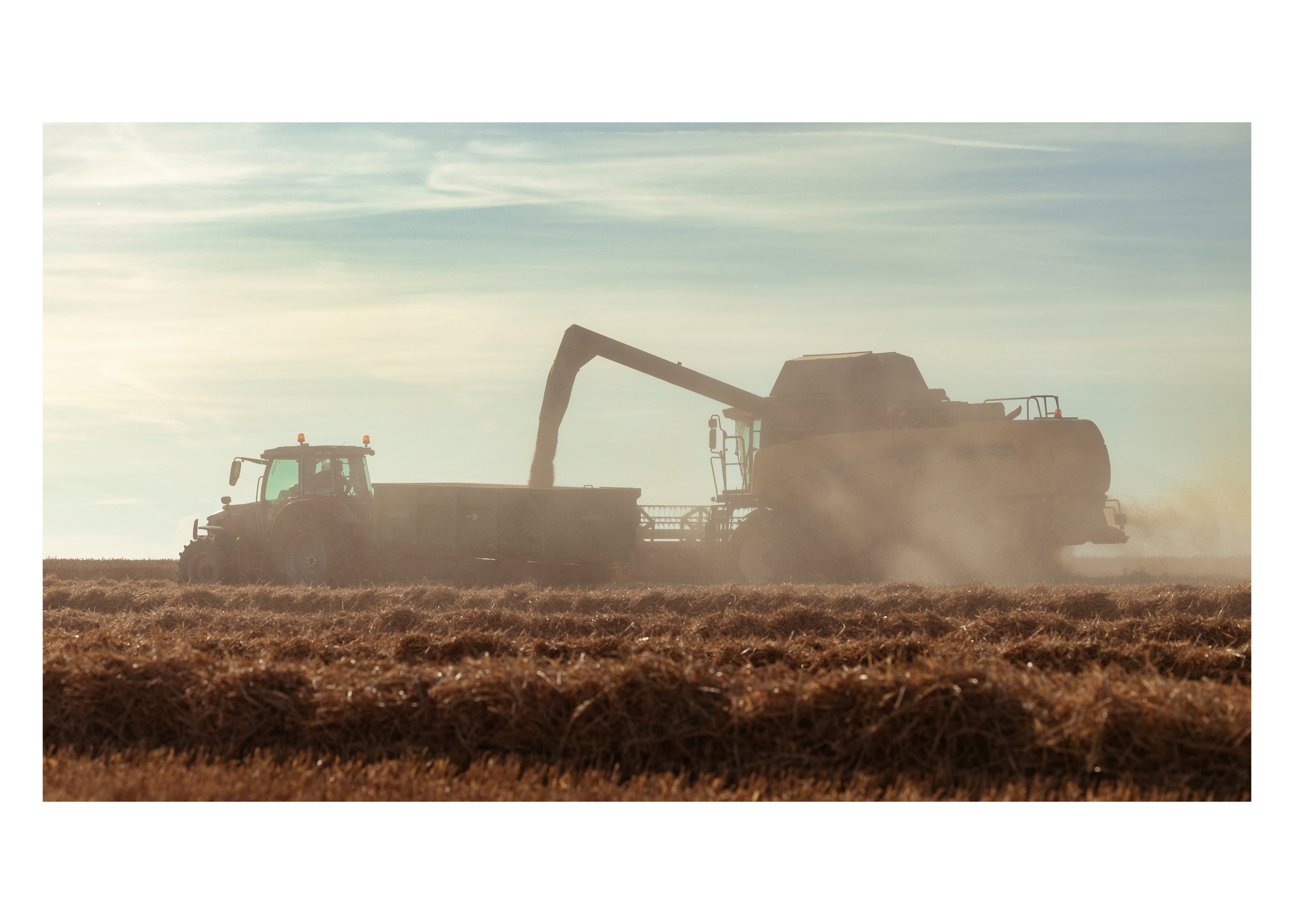 Sunset harvest.jpg