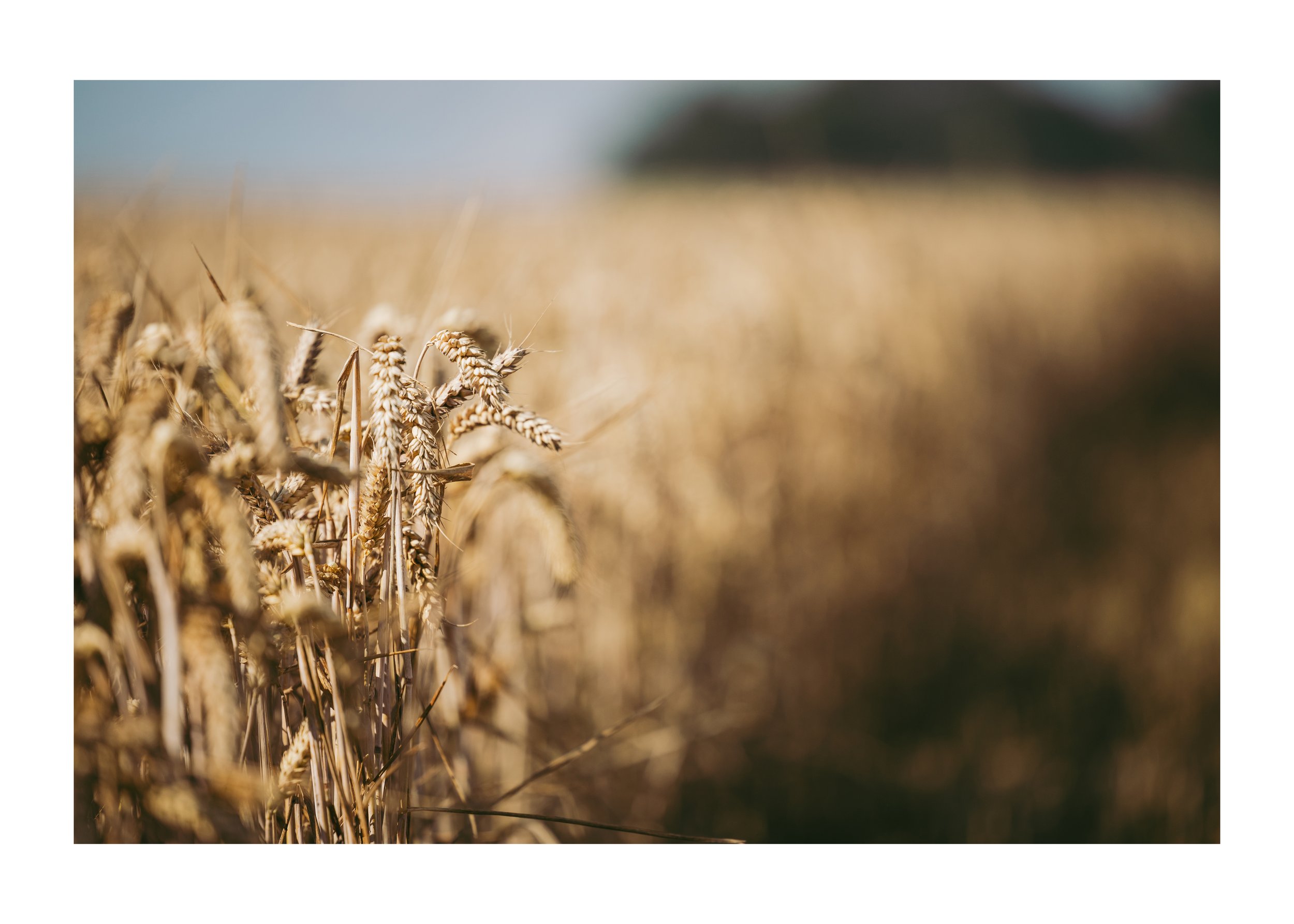 Wheat Field.jpg