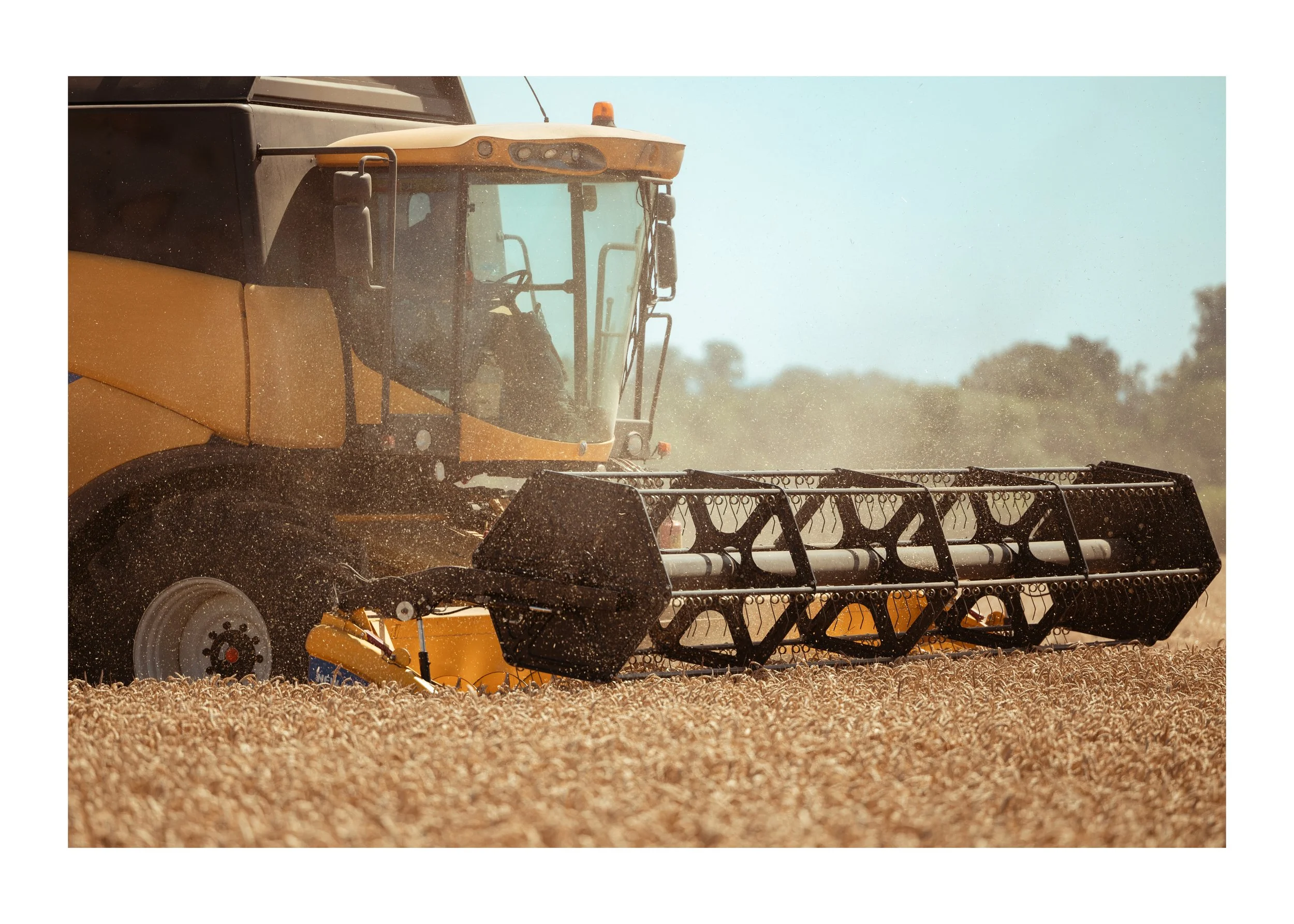 Combine harvest.jpg