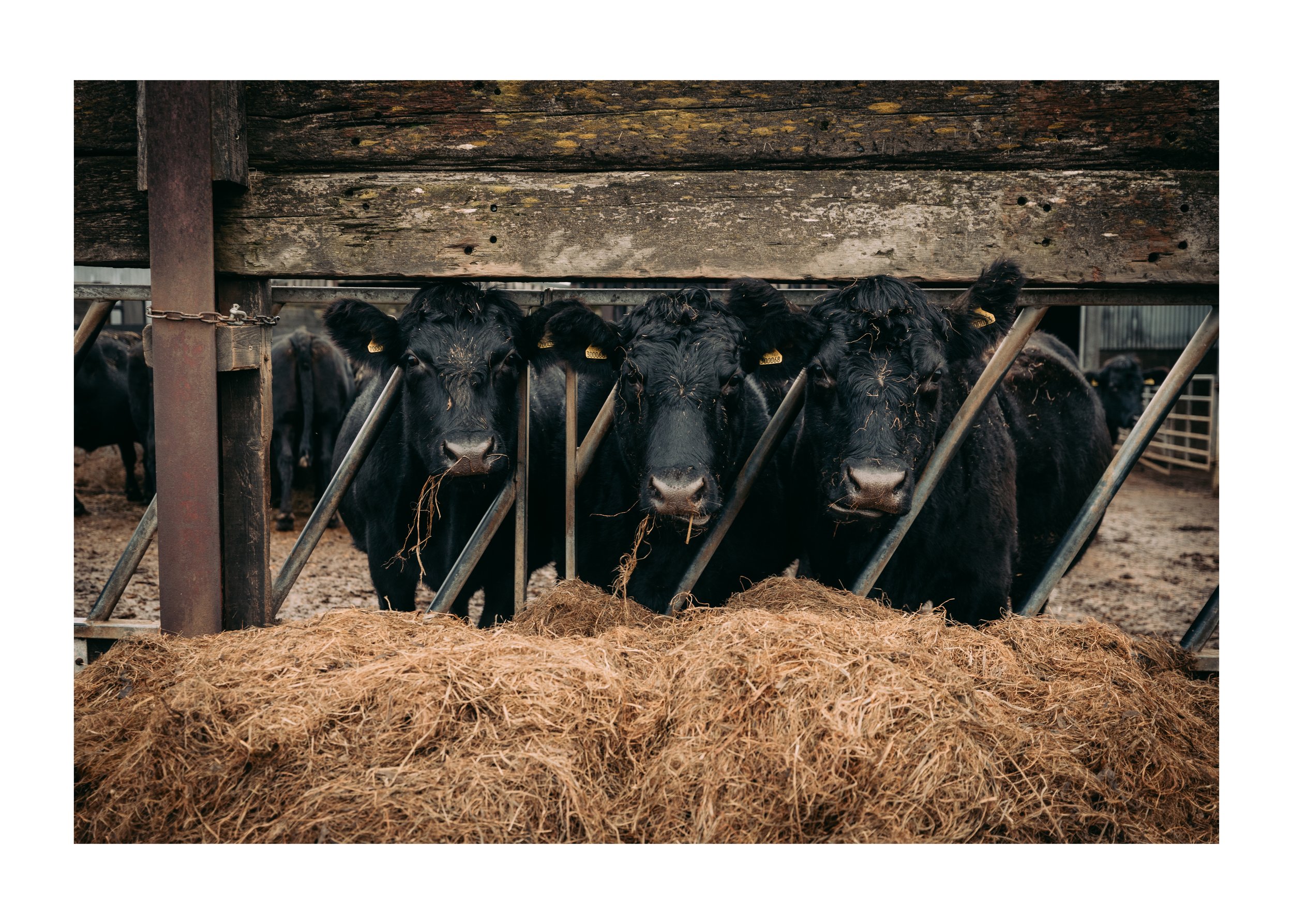 3 Cow Munch.jpg