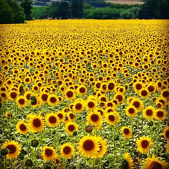 Bolgheri private wine tour to Maremma, private car with driver