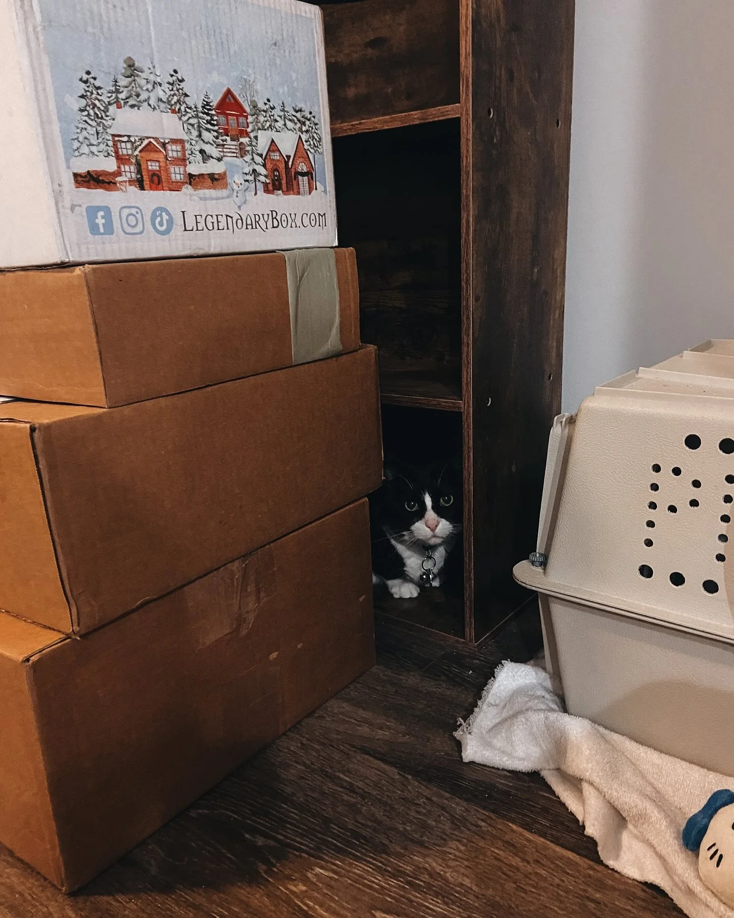 It&rsquo;s been a very difficult week for my family, so I&rsquo;ll just leave you with this photo of Tuxedo I sent to the Maggie bootcamp discord, captioned, &ldquo;SPAYED edges.&rdquo;