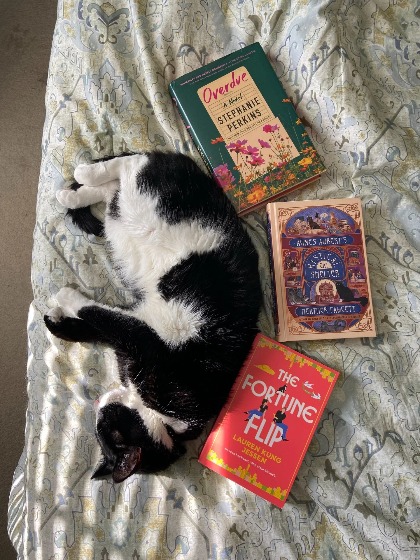 Have you read any books with cats recently?

Here&rsquo;s my Tux with three recent books featuring tuxedo cats 🐈&zwj;⬛ 

Overdue - a librarian takes a month-long &ldquo;break&rdquo; from her long-term relationship only to discover herself in the pro