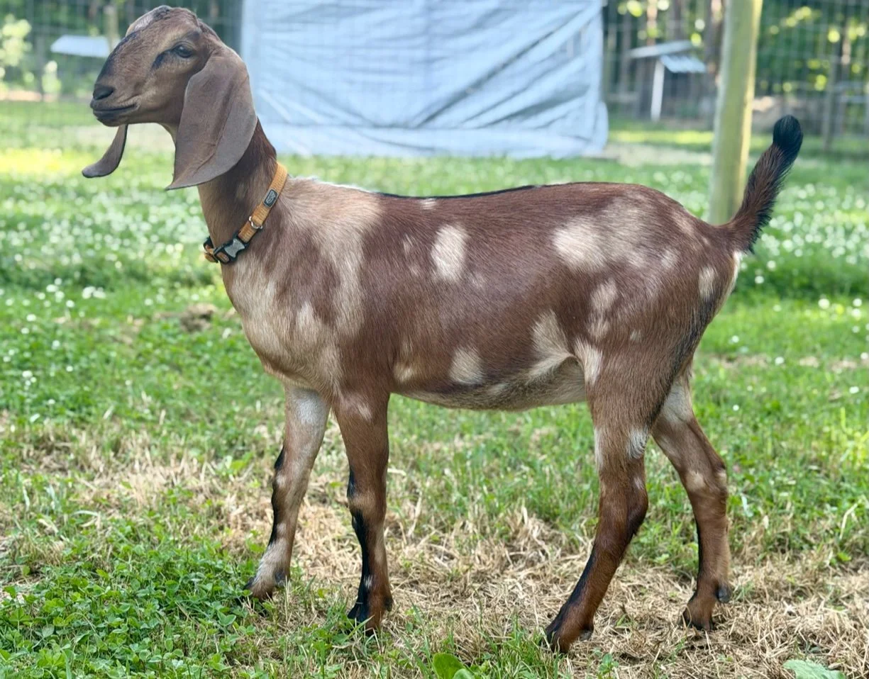 Doeling - Annie 
