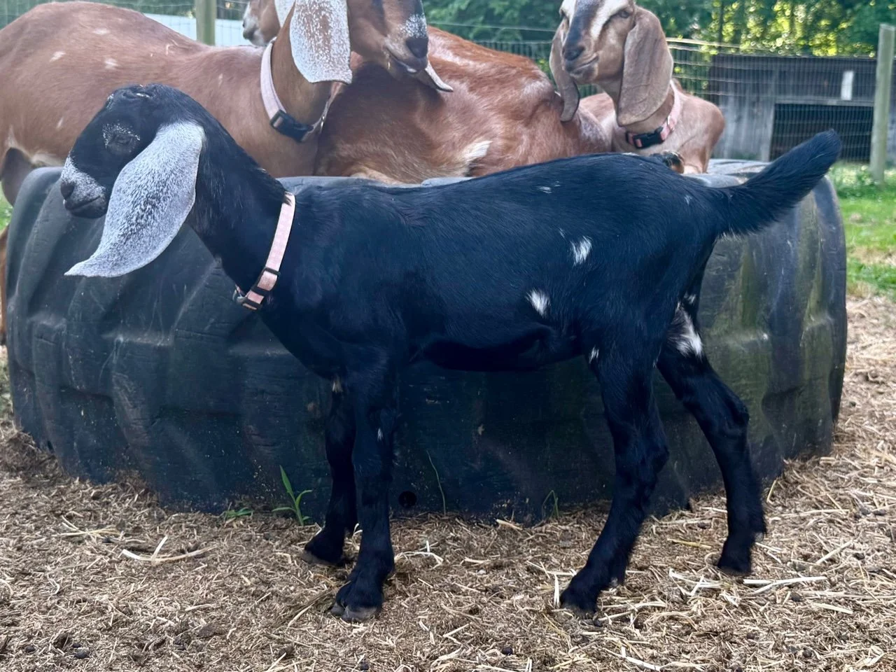 Doeling - Artemis 