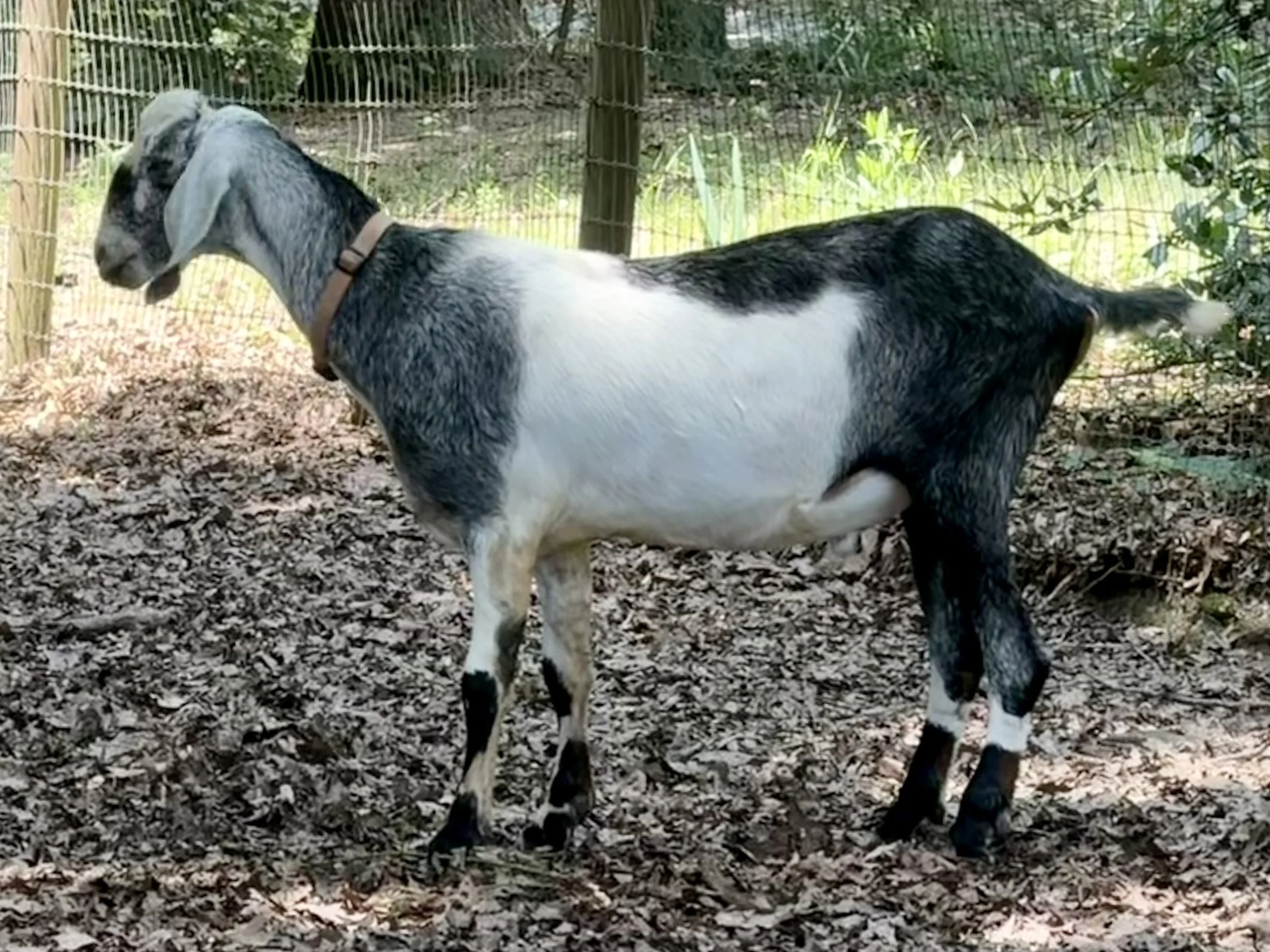 Jackpot - Buck
