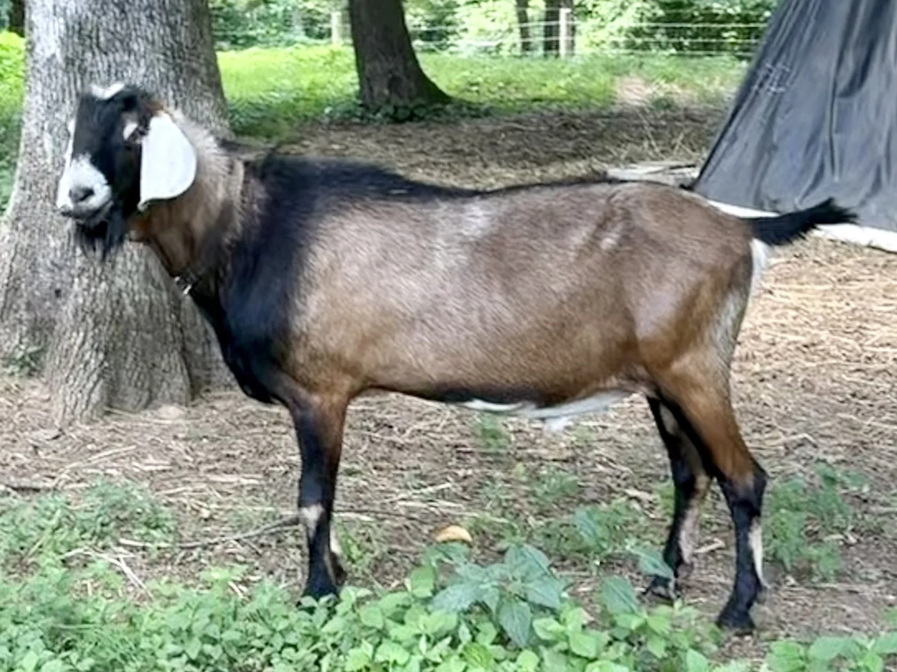 Storm - Buck