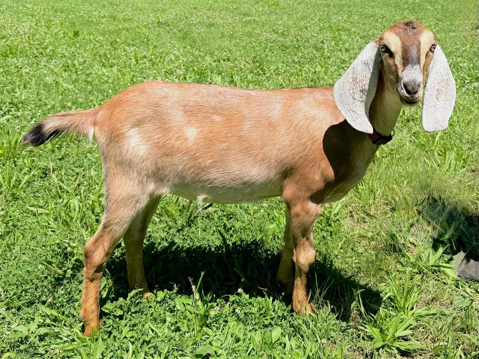 Doeling - Elli 