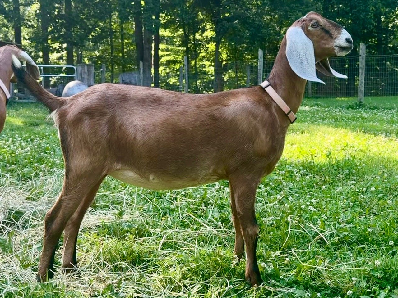 Doeling - Linden 