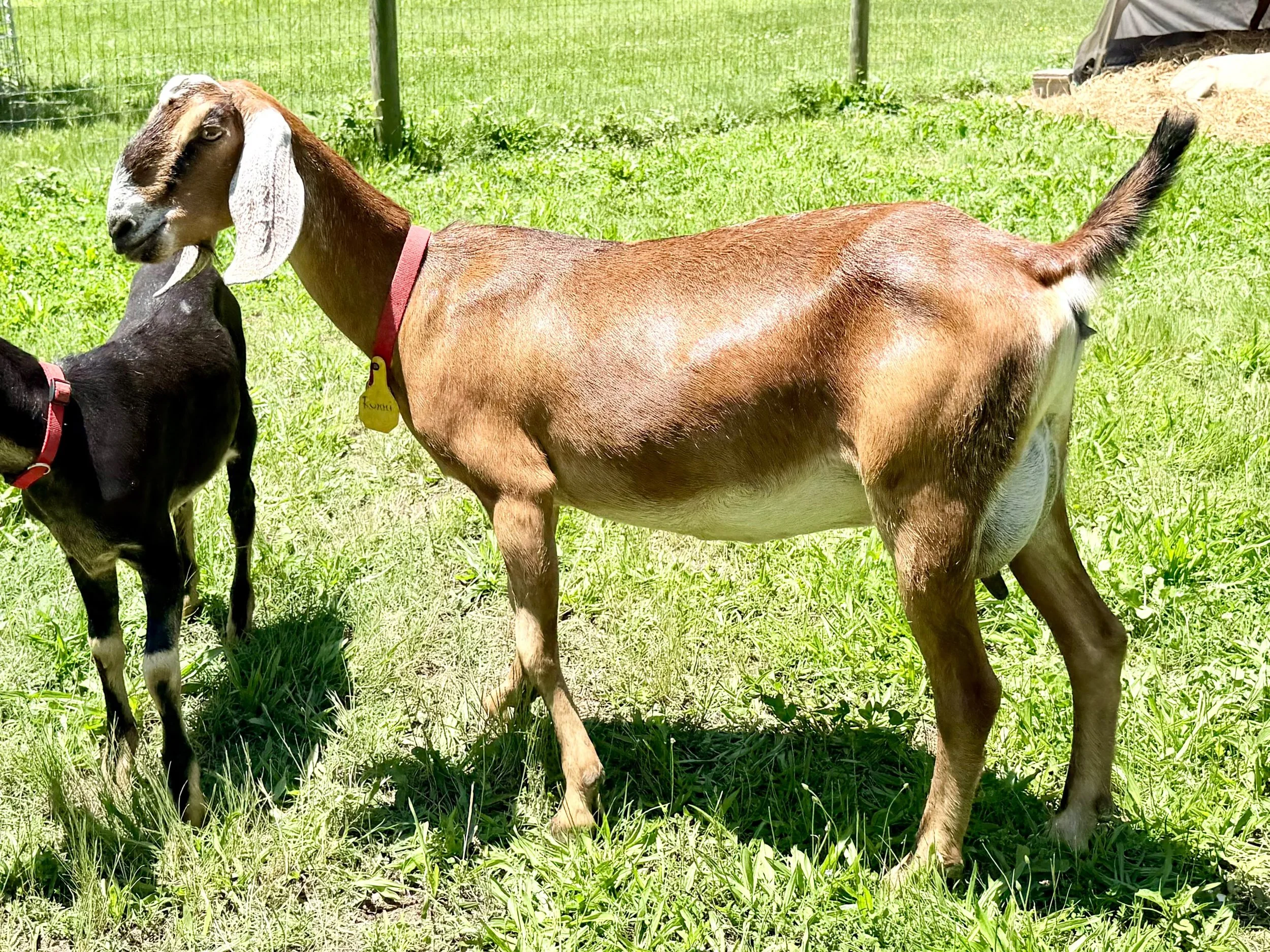 Rummi - Doe