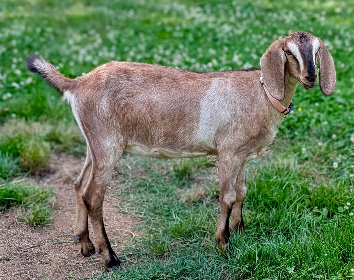 Doeling - Gianna 
