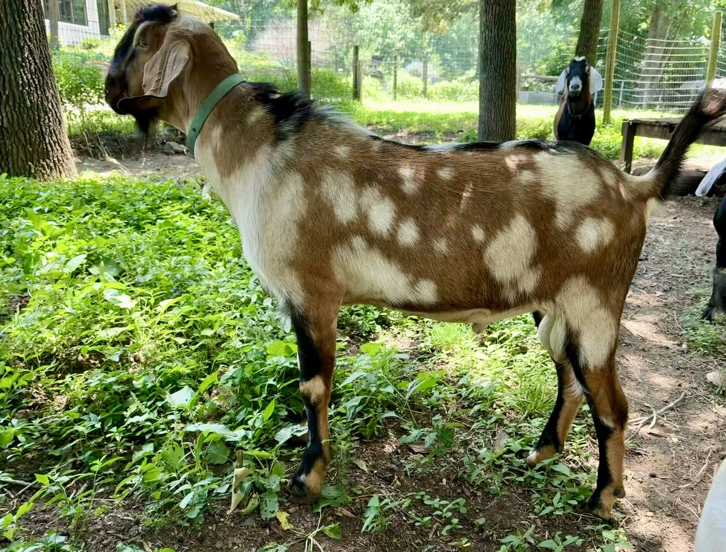 Drover - Buck