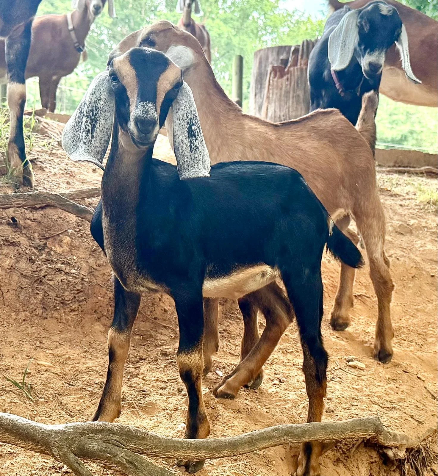 Doeling - Lucy 