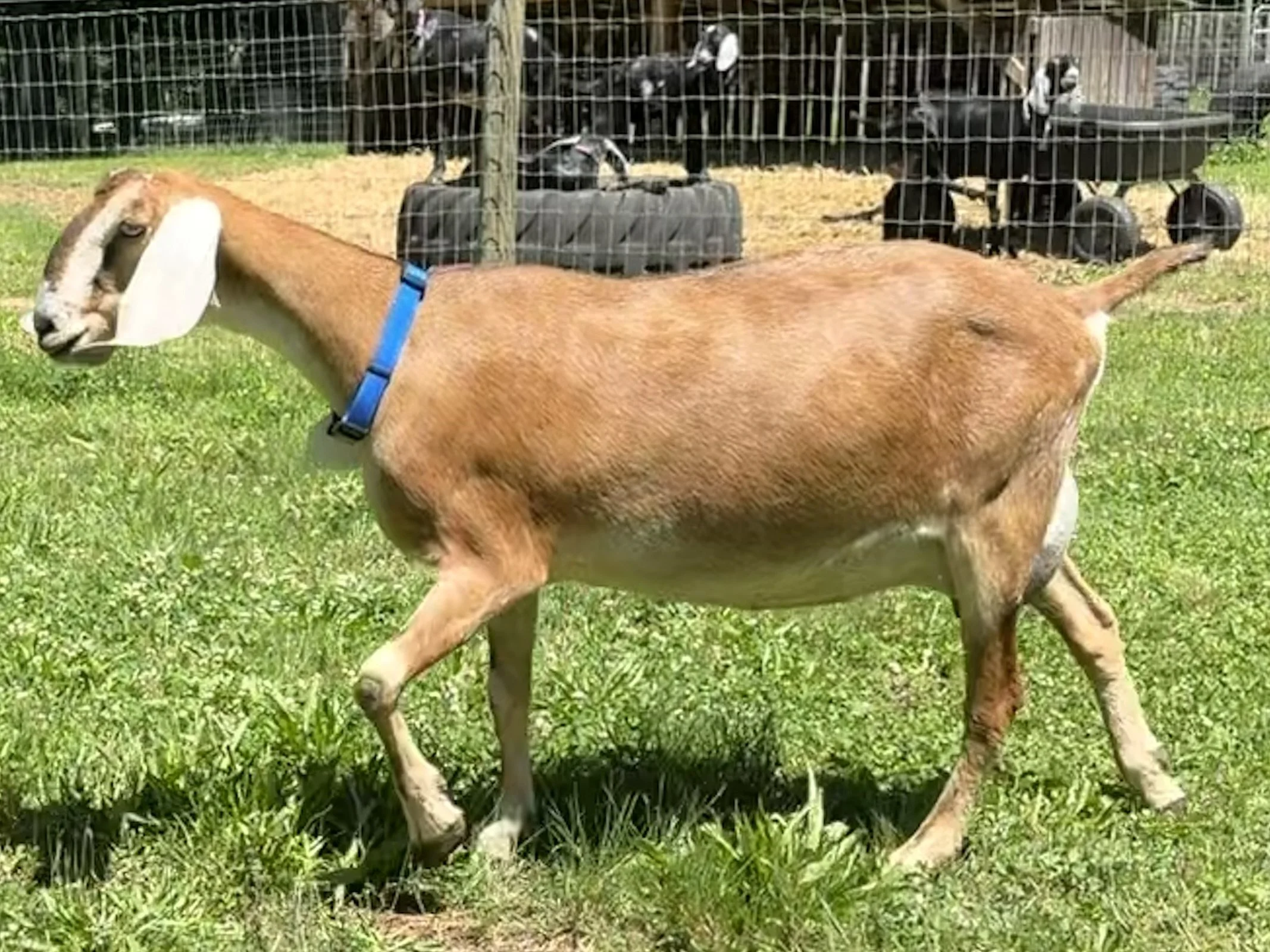 Tilly - Doe