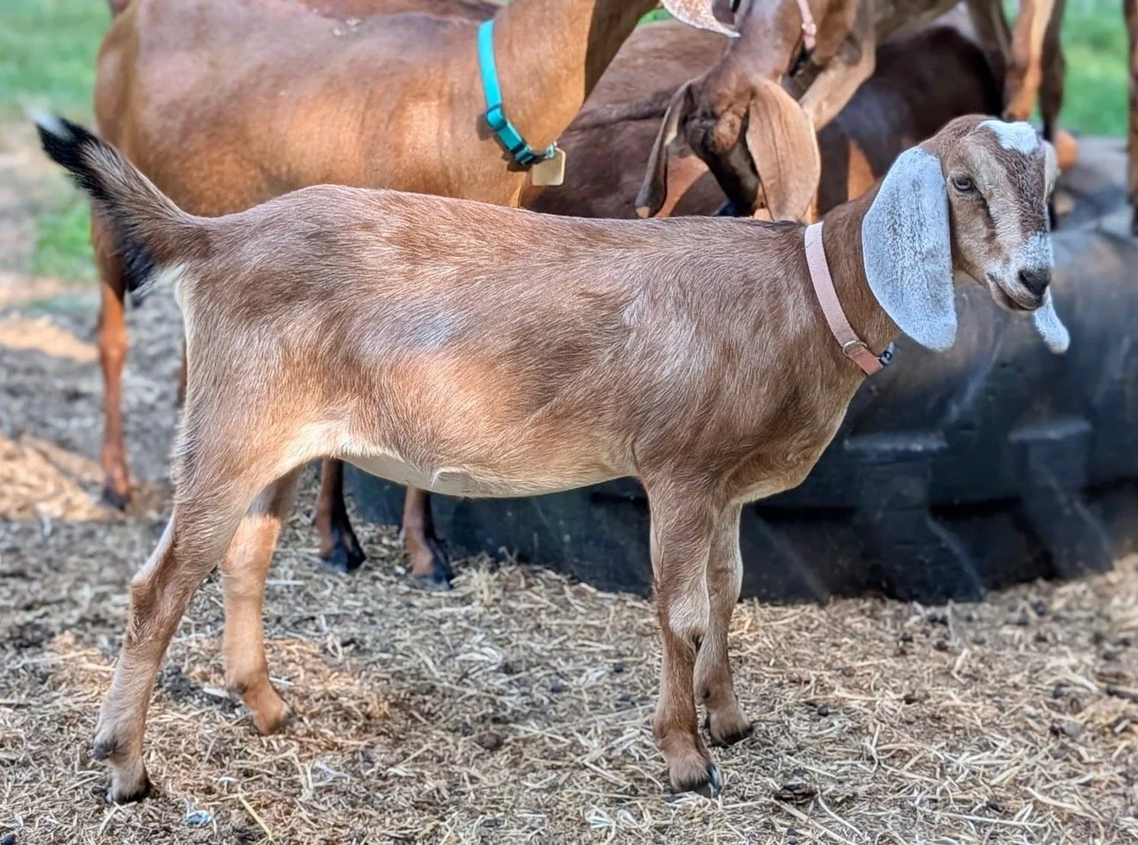 Doeling - Fern 