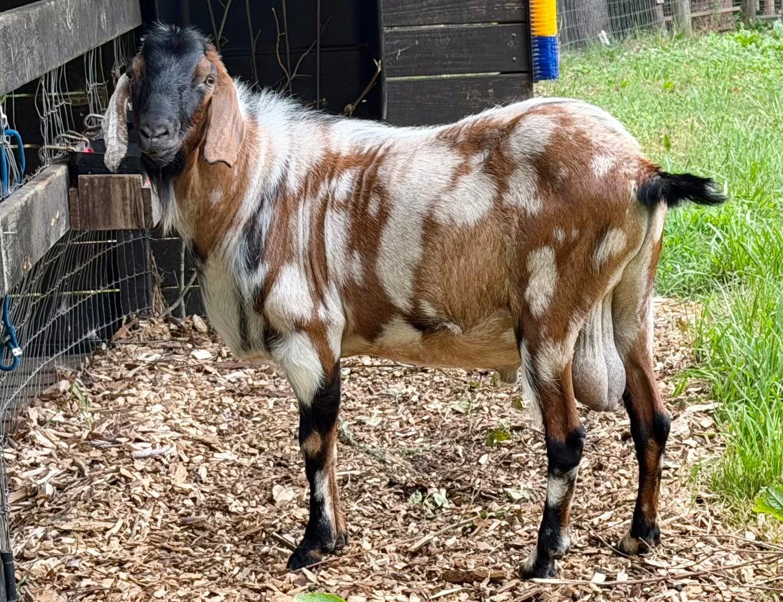 Rodeo - Buck 