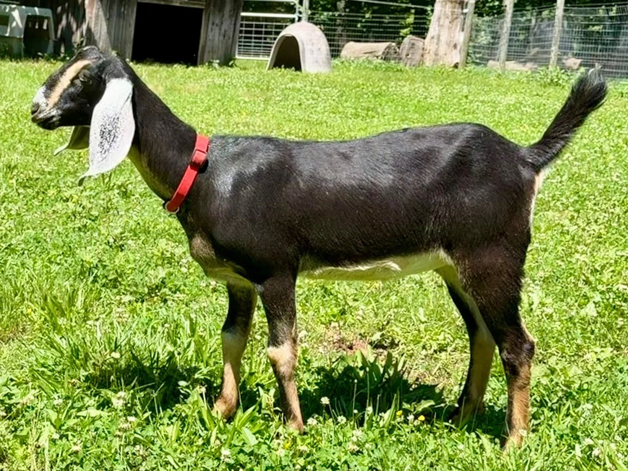 Doeling - Pattycake 