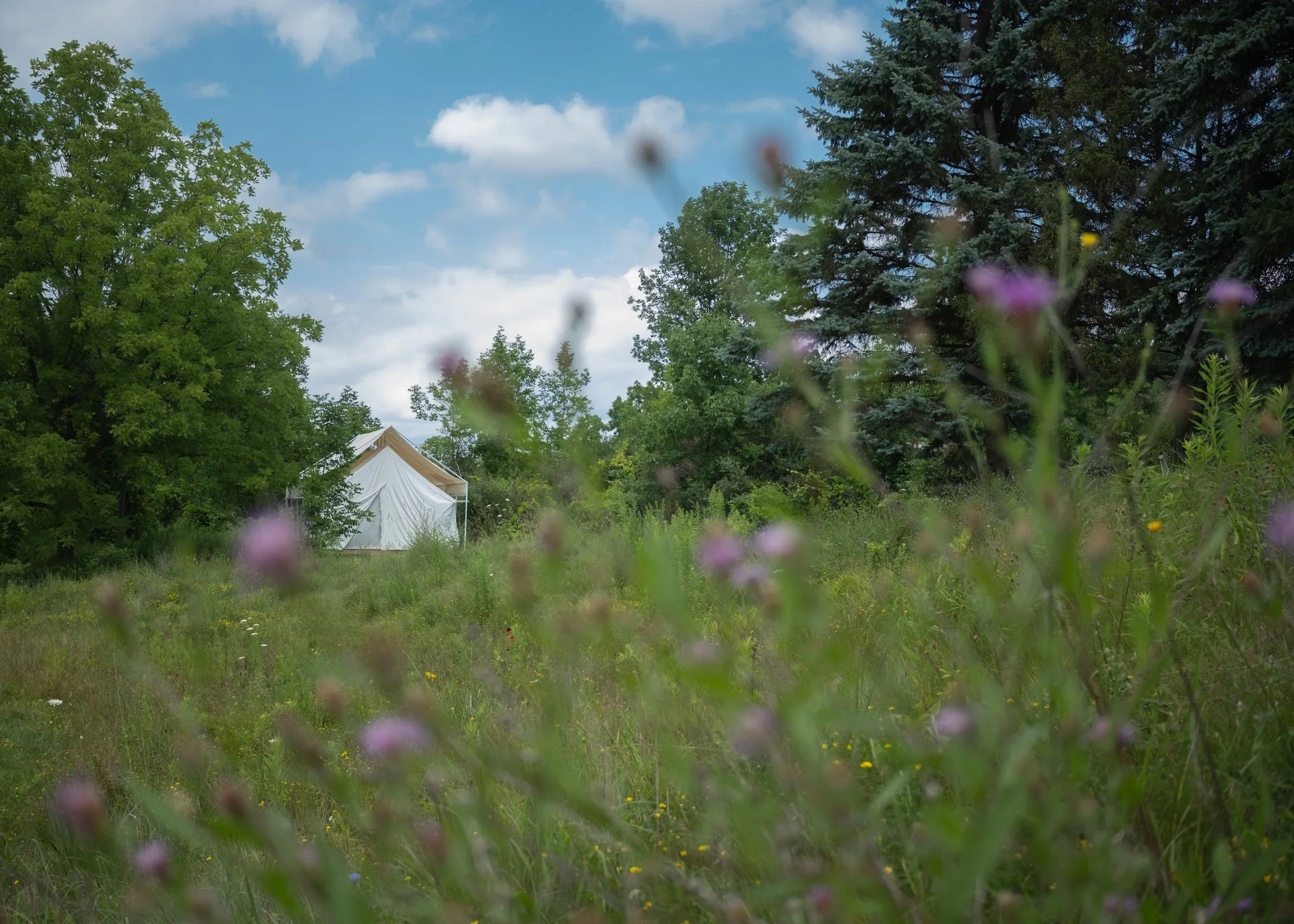 A scenic outdoor view with lush green trees, a bright blue sky with scattered clouds, and a white tent structure partially visible among the trees, with purple and yellow wildflowers in the foreground.