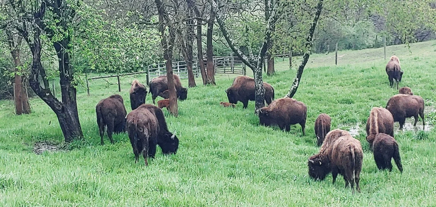 Boss Ranch Affordable Bison Meat - Boss Bison Ranch - Ohio Bison Farm Near...