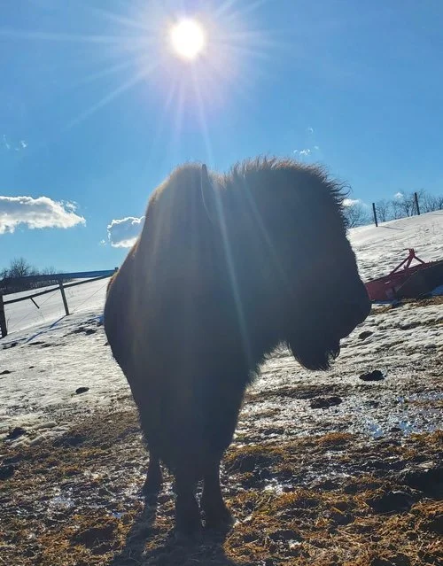 Boss Ranch Affordable Bison Meat - Boss Bison Ranch - Ohio Bison Farm Near...