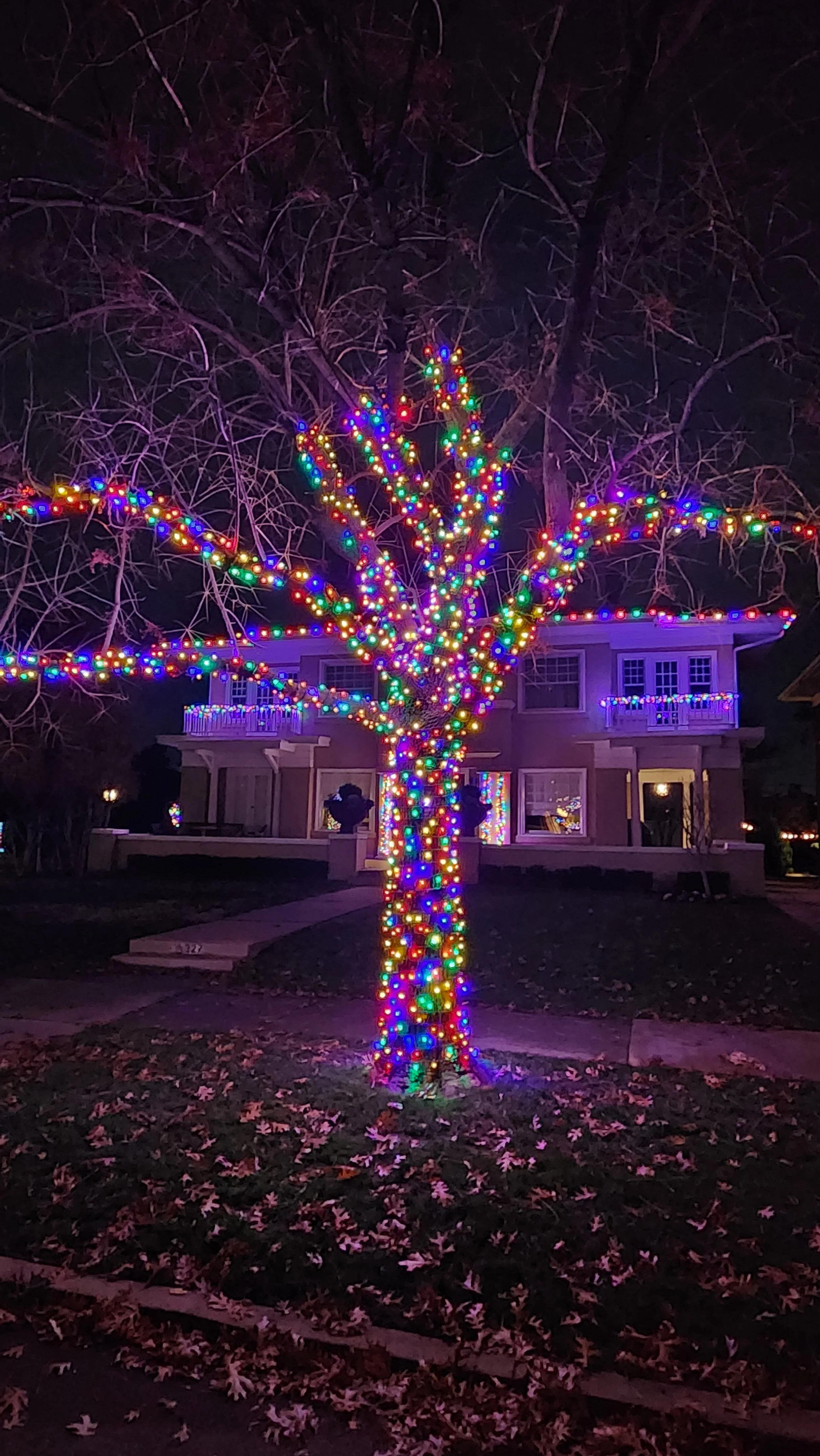 Tree decorated with multicolored string lights in front of a house at night, with fallen leaves on the ground.