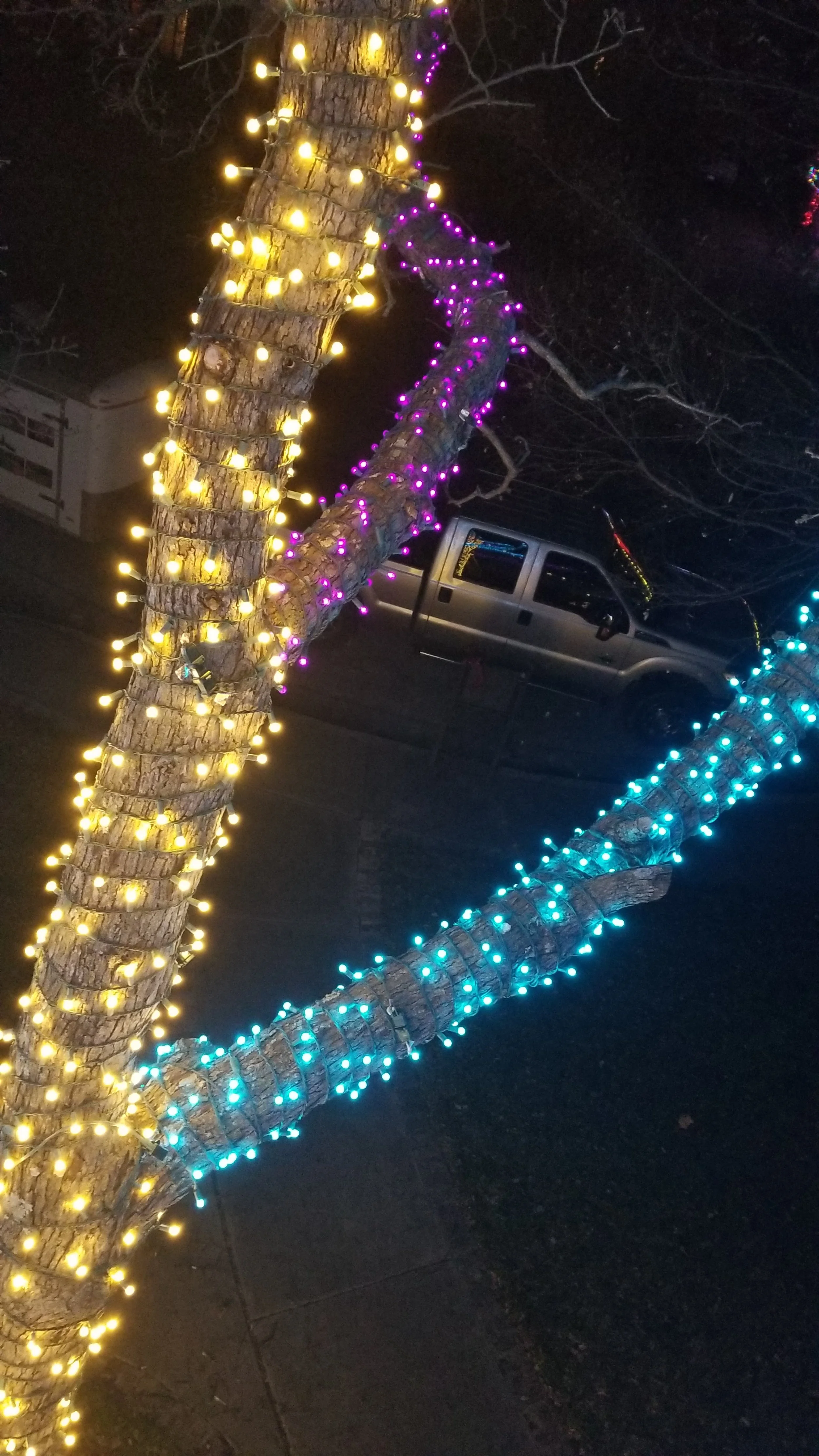 Trees decorated with yellow, purple, and blue holiday string lights at night.