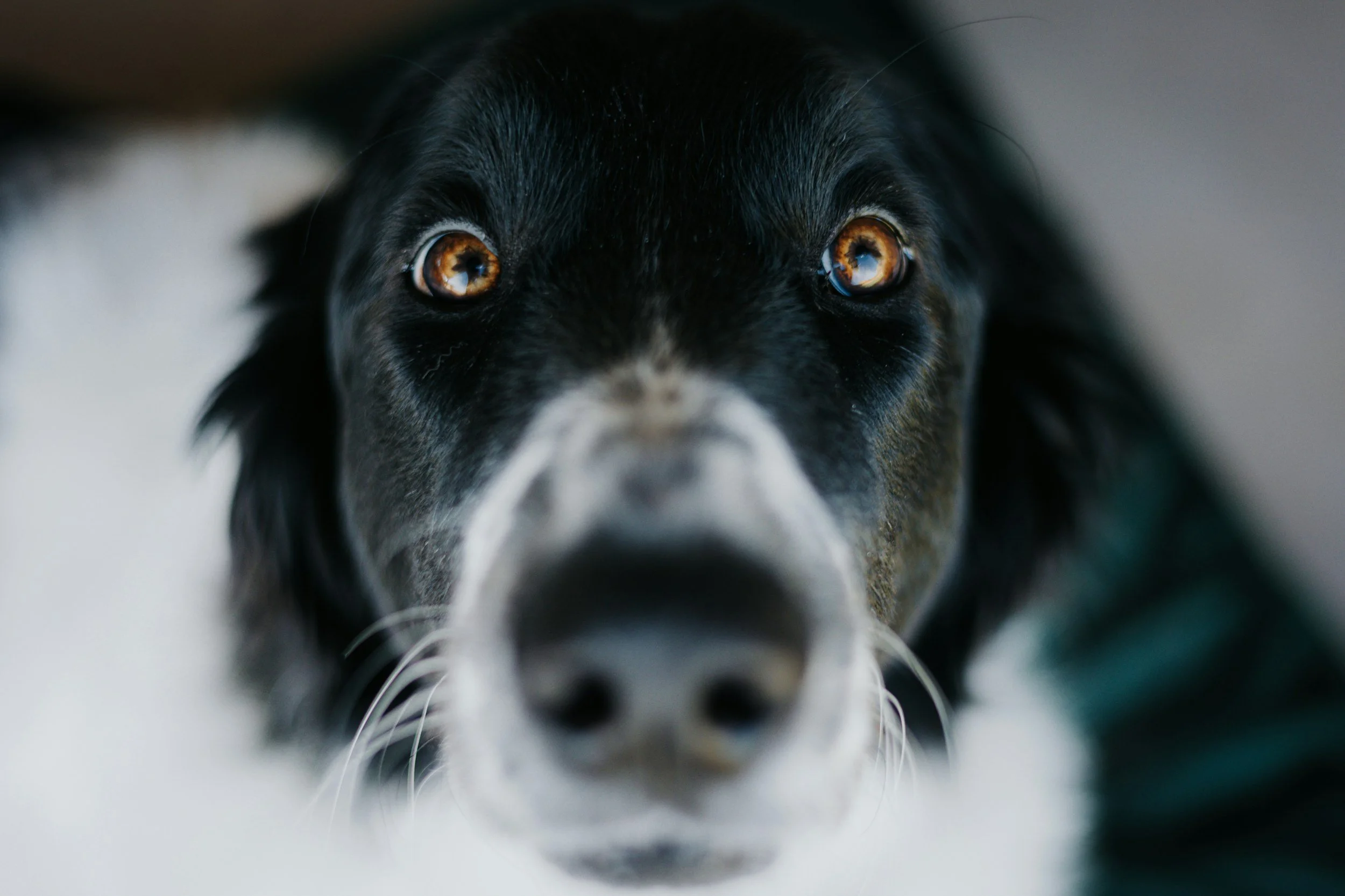 Close-up of a black and white dog with amber eyes looking directly into the camera.