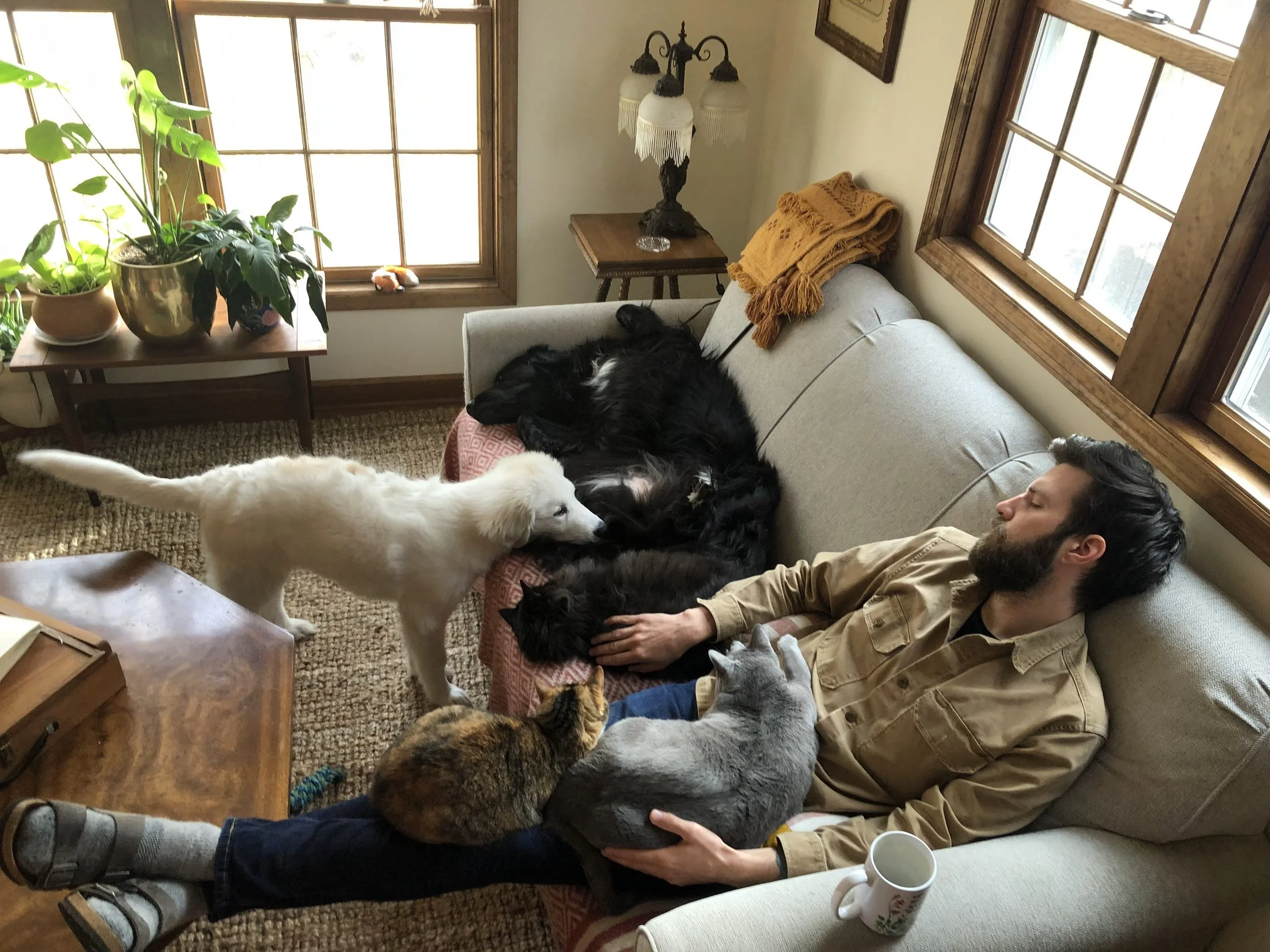 A man sleepily resting on a beige couch surrounded by five dogs and one cat, with a wooden coffee table, potted plants, and windows in the background.