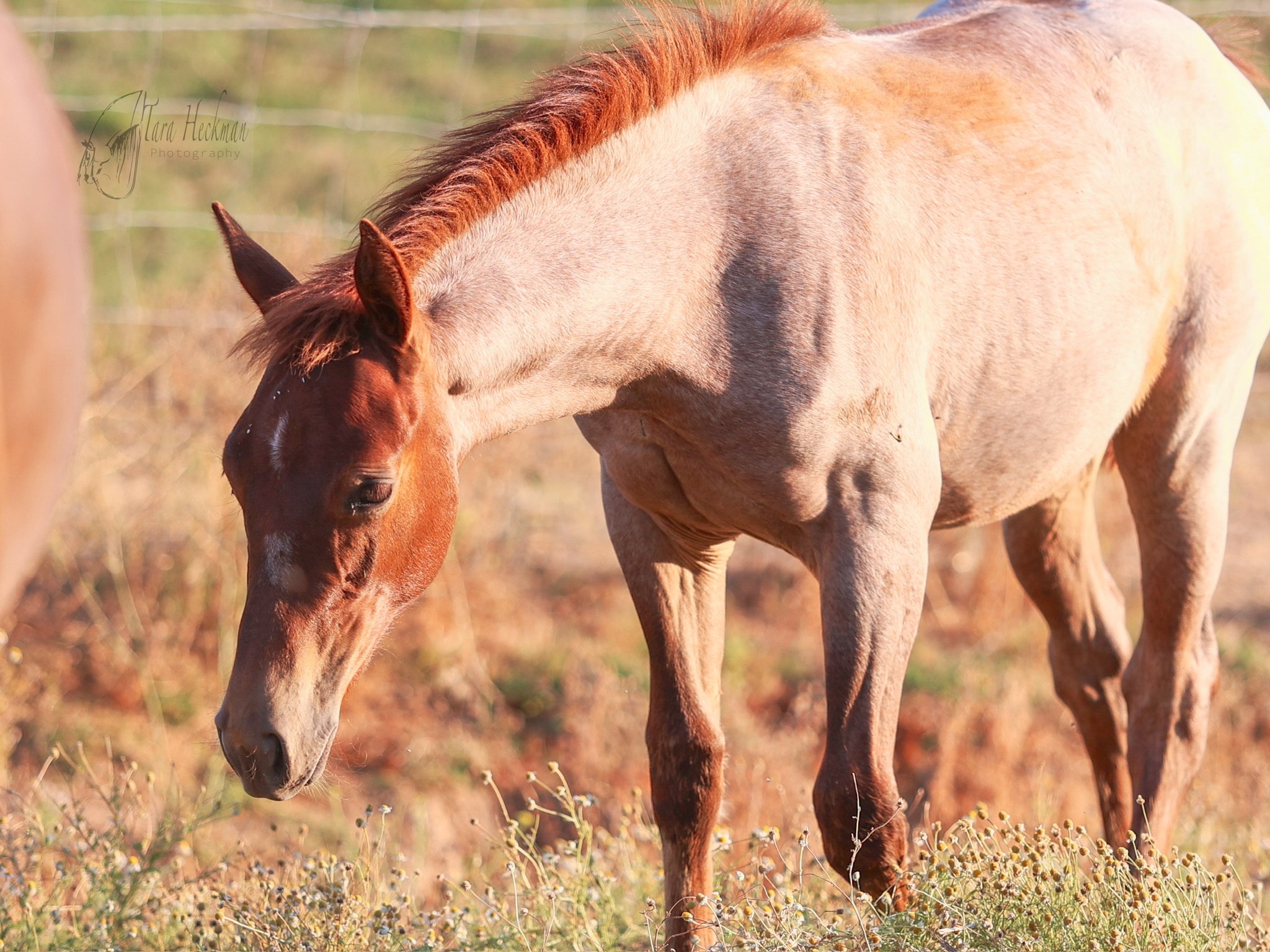 **** PENDING SALE *** 2024 Red Roan Filly By Crimson Bet X Dont Stop Dual Cat $7500
