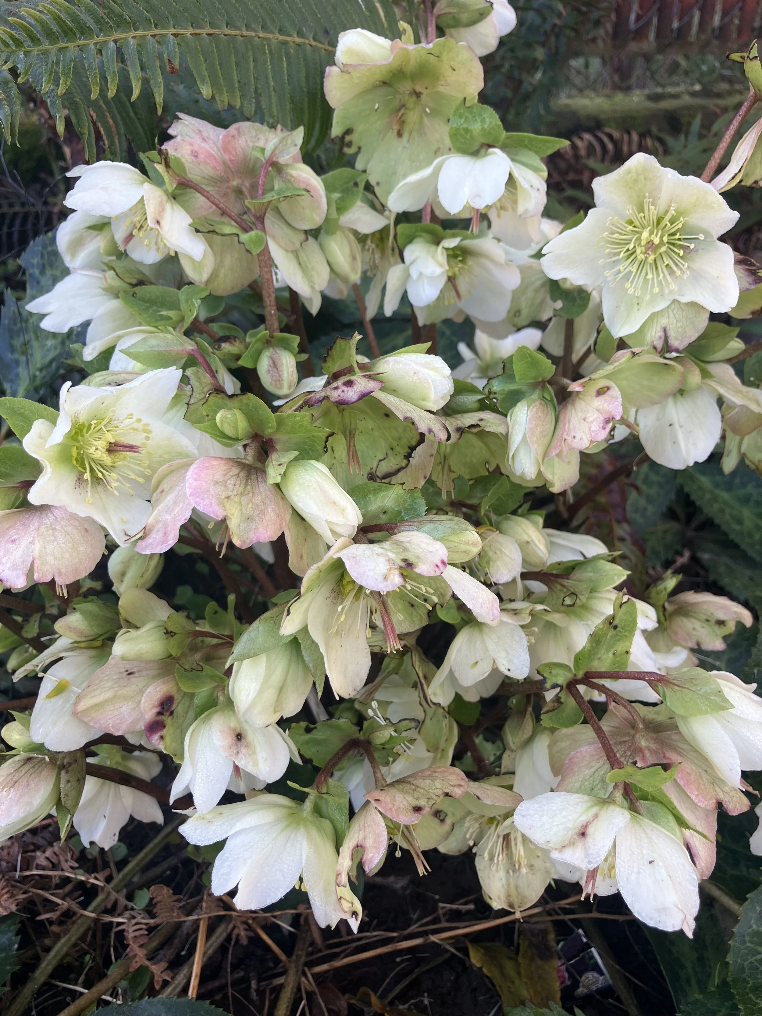 Flower Therapy in Winter: A Portland Florist View