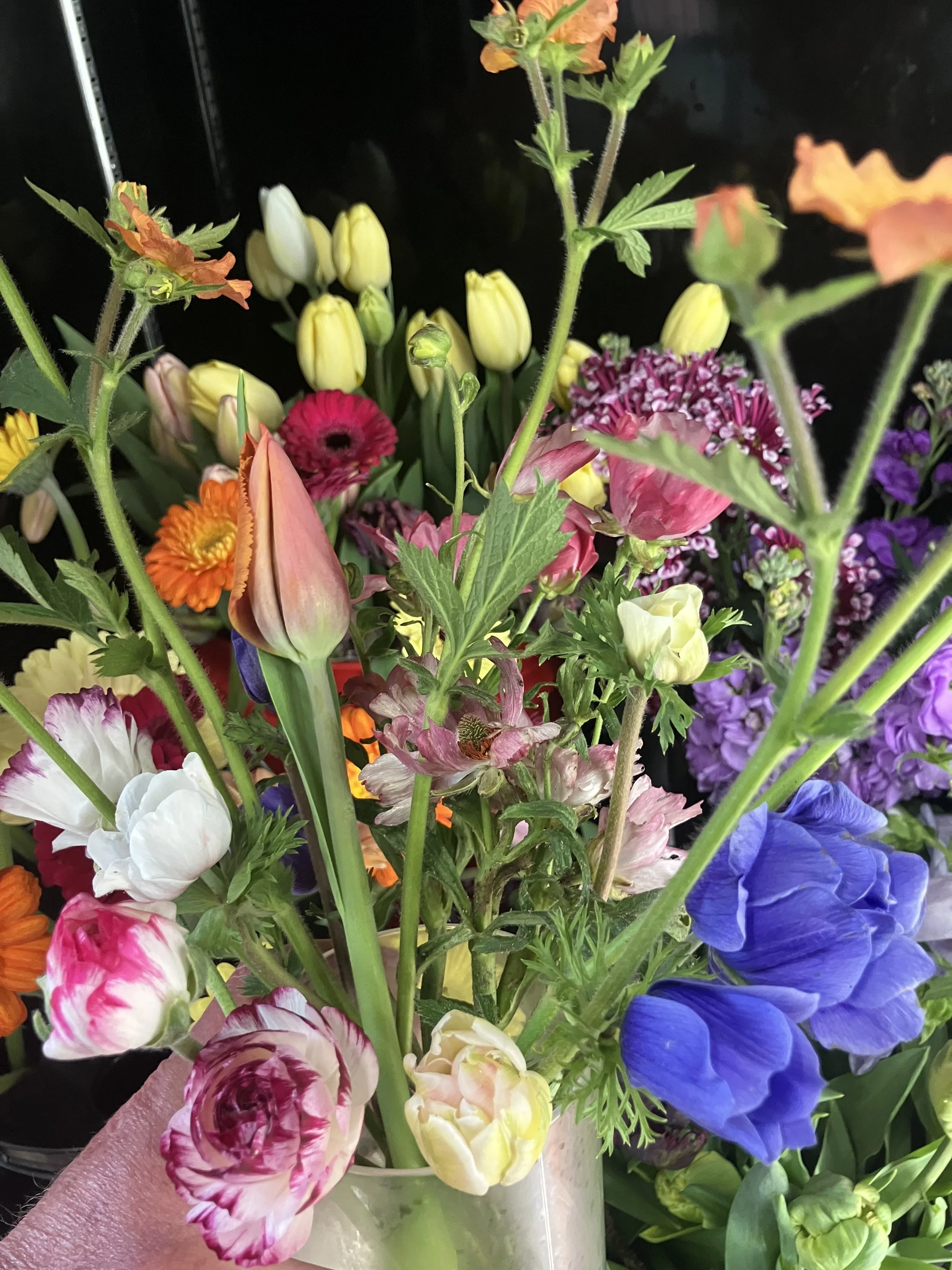 Why Some of the Most Beautiful Spring Blooms Don’t Last Long