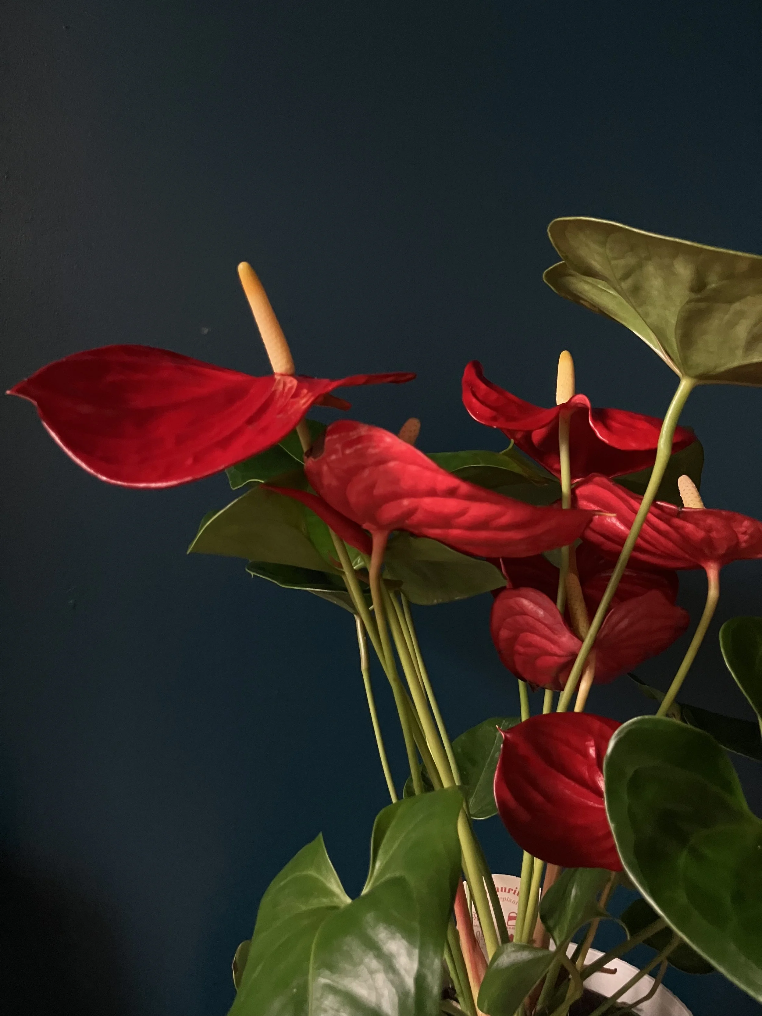 A red anthurium houseplant for sale and delivery as gift