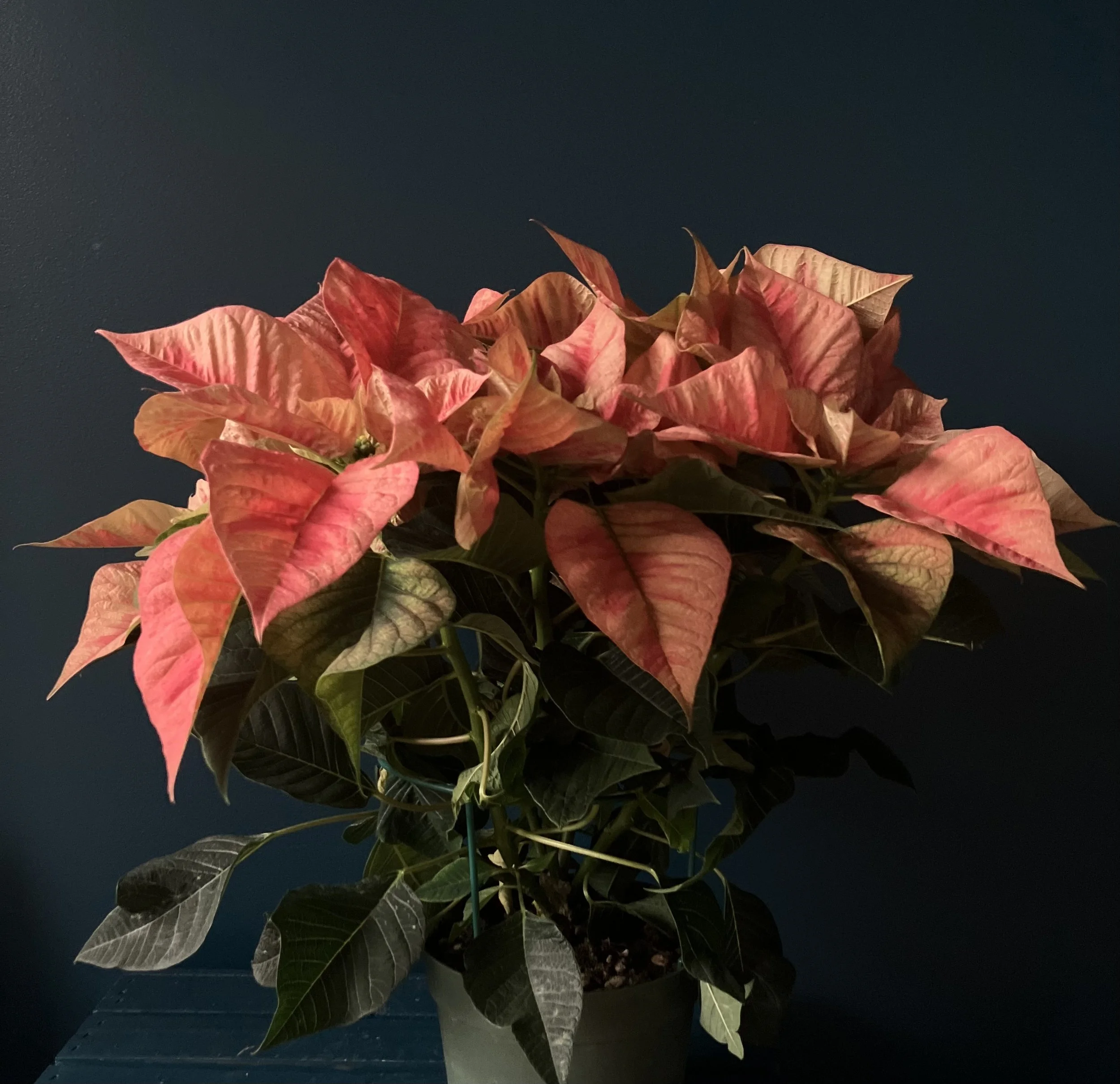 Unique orange-red flowering poinsettia for holiday homes from a local PNW farm