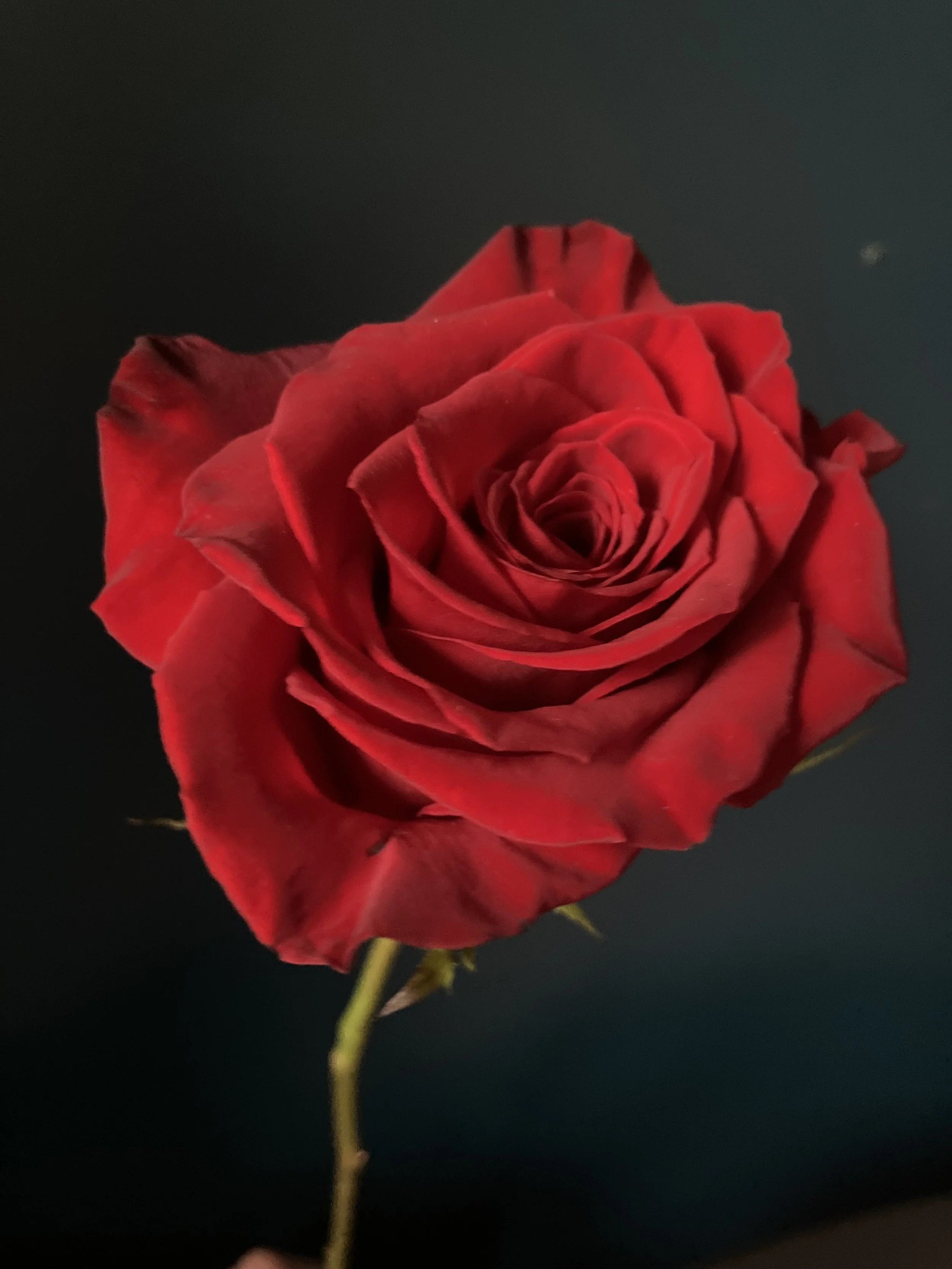 Close up of red rose bloom used in our Portland florist Valentines bouquet