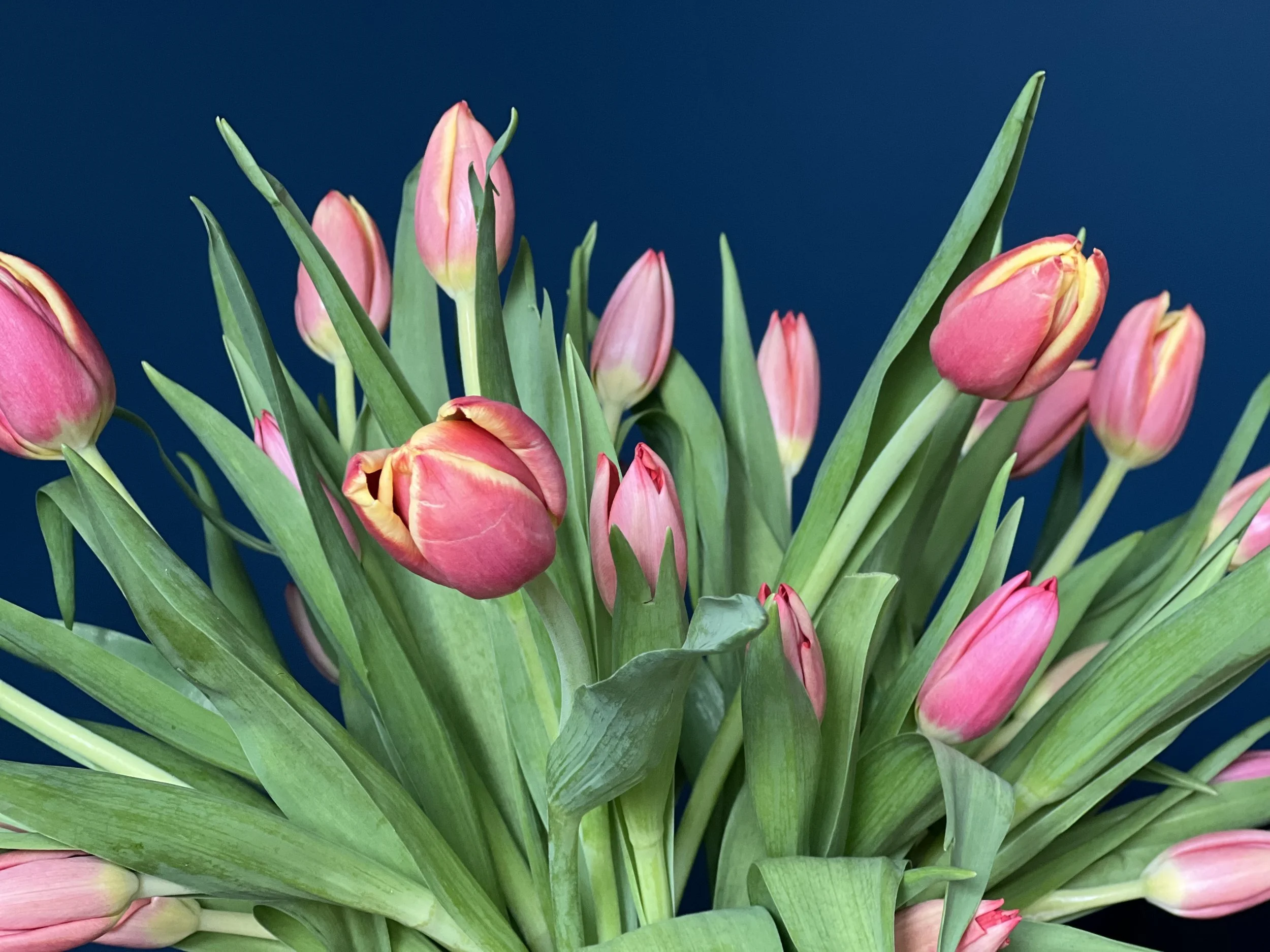 Pure pink tulips in vessel made as retirement gift flower delivery at Emanuel hospital