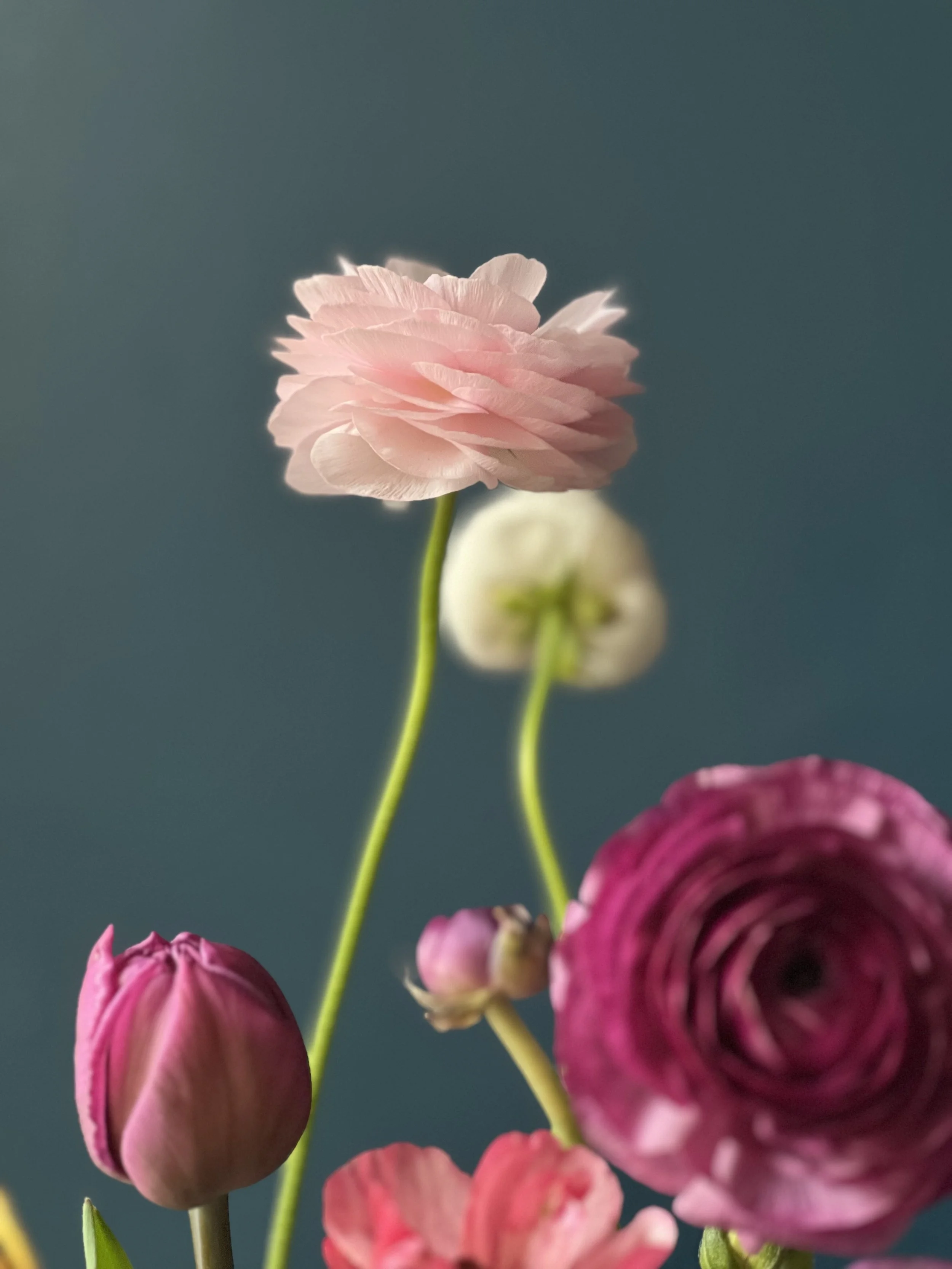 Close up of a long-stemmed, fluffy, layered pink ranunculus bloom with blur in background, part of a Portland wedding design