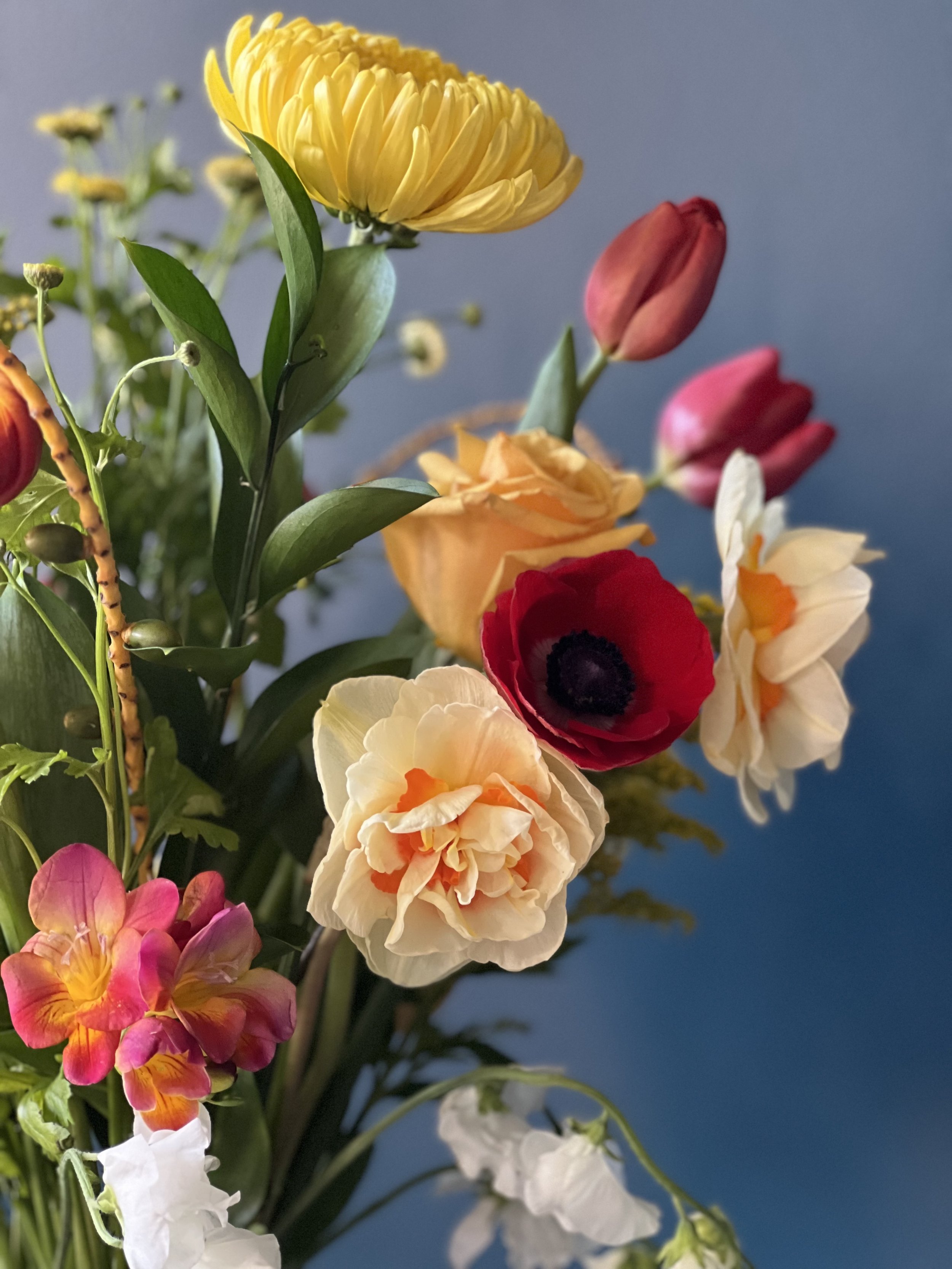 yellow chrysanthemum crowns the atmosphere of red anemone & complex yellow-orange daffodils