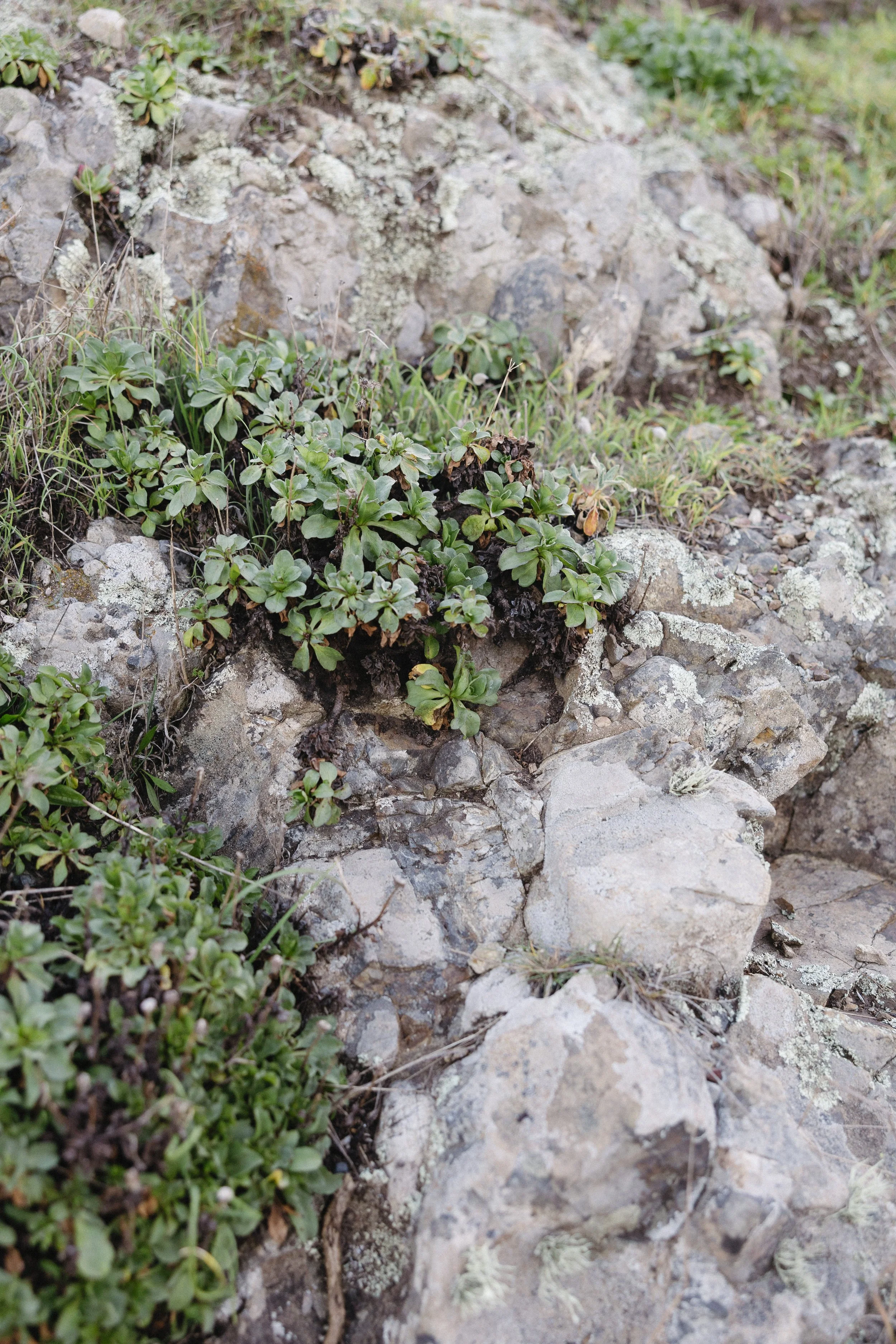 Close-up of small green plants growing among rocks and soil, possibly in a natural or mountainous environment.