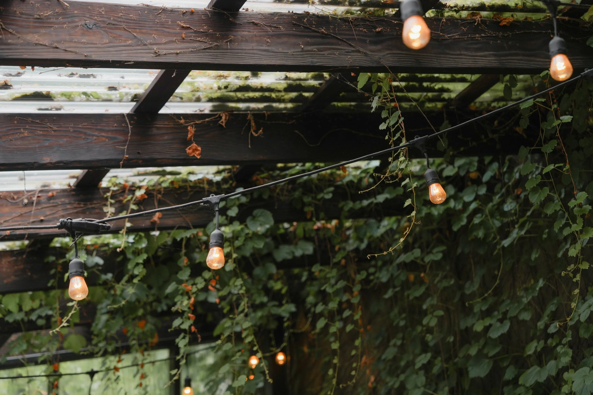 string lights and plant wall at the corson building wedding venue