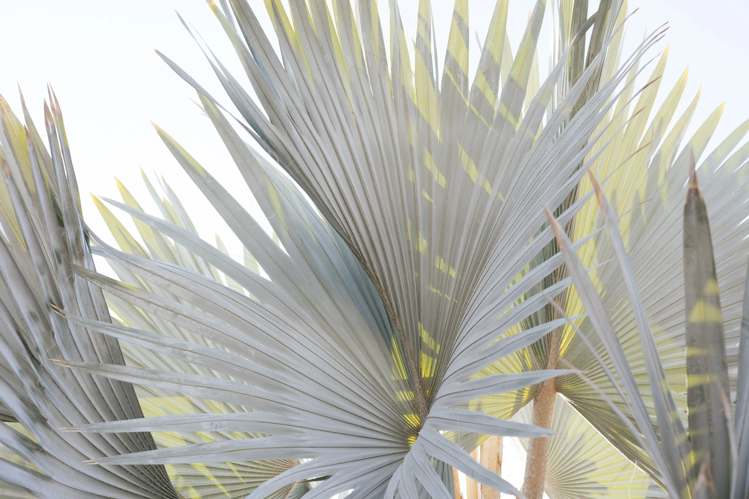 destination wedding location at nobu hotel los cabos