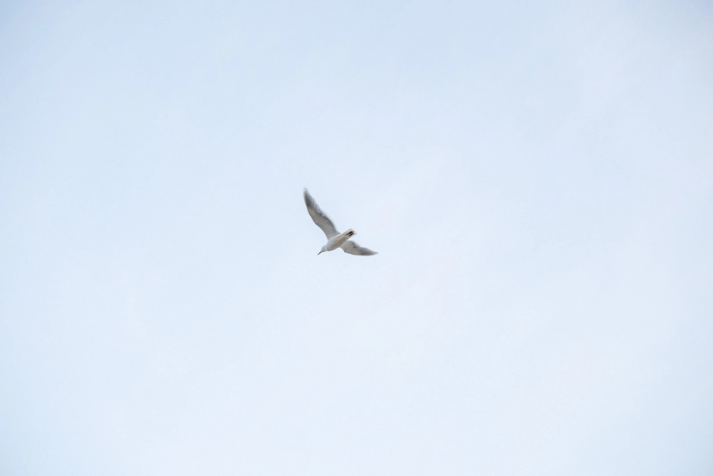 A seagull flying in a cloudy sky