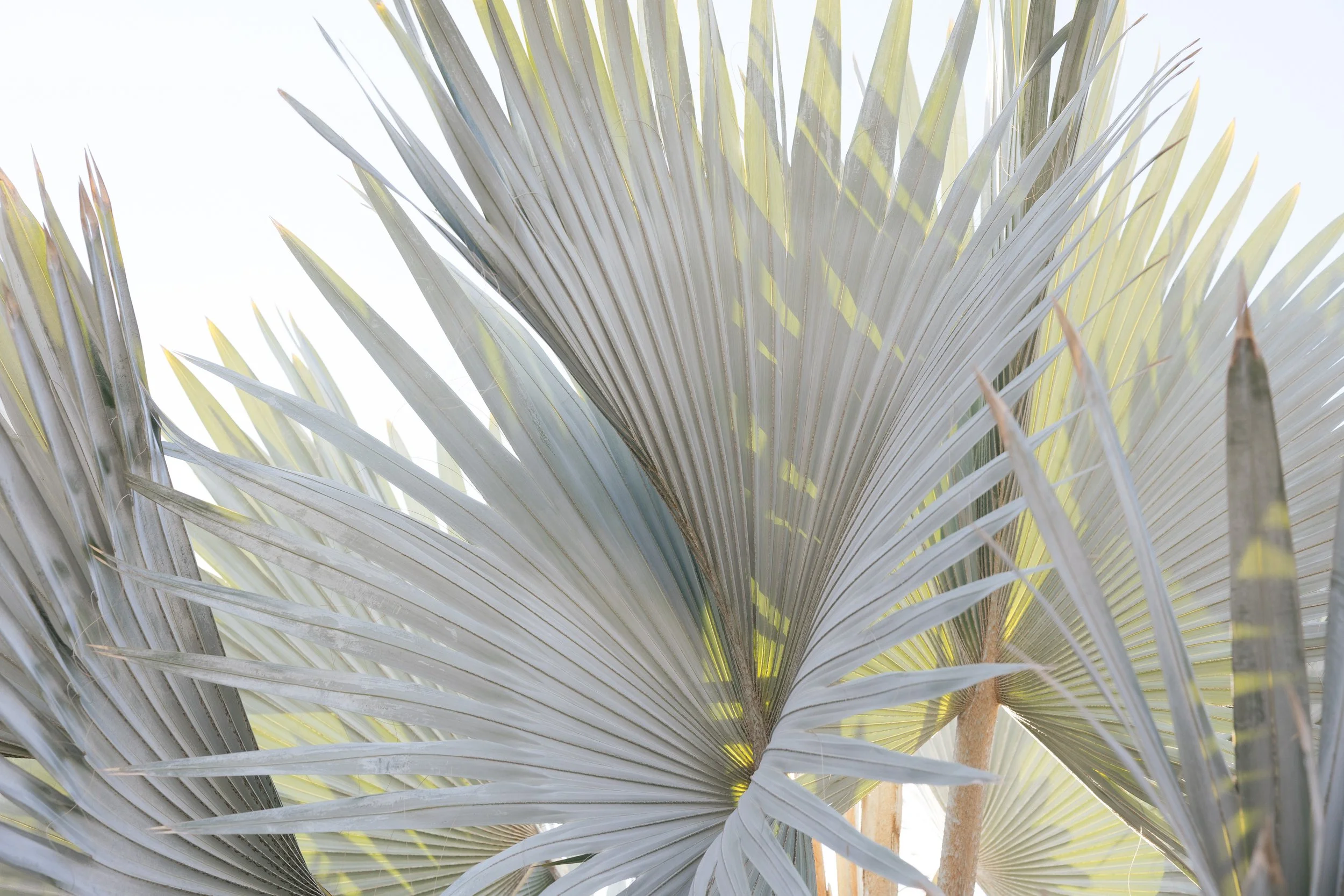 wedding florals at luxury wedding venue in cabo