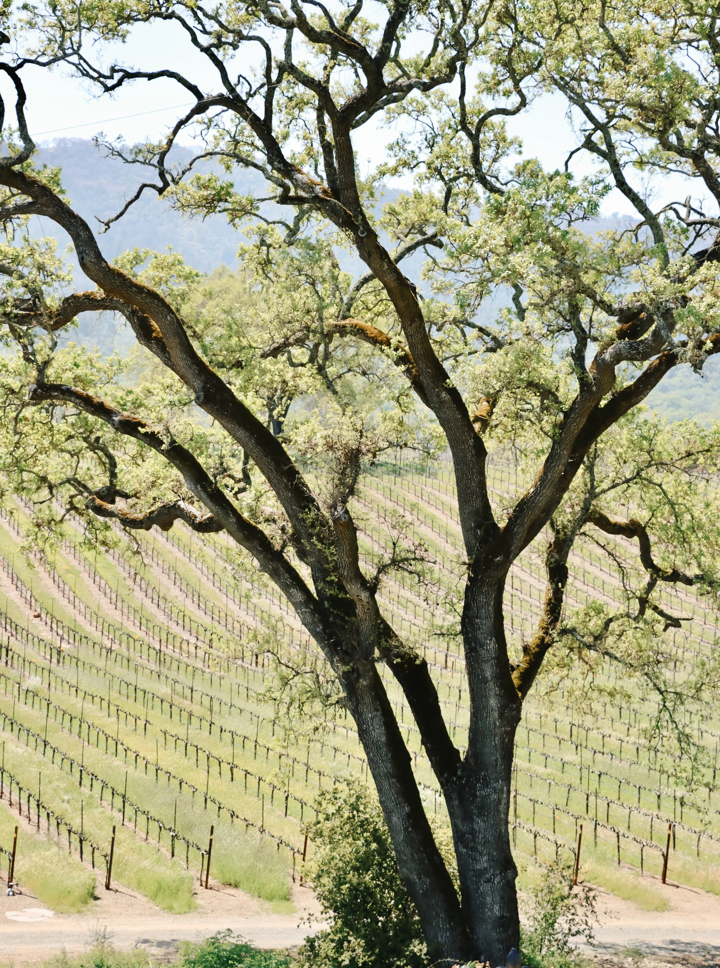 sonoma wedding venue with old growth trees